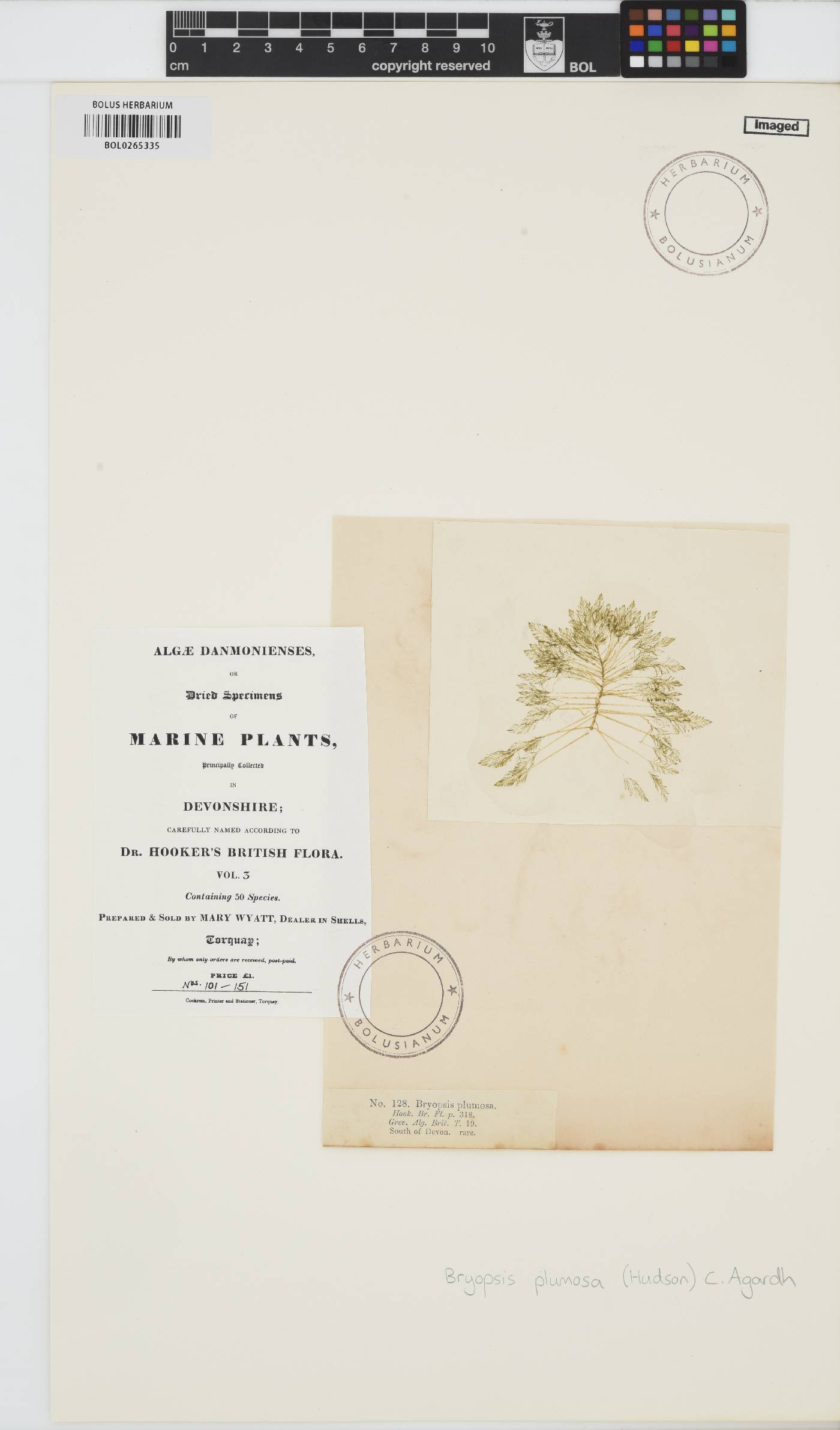 Bryopsis plumosa image