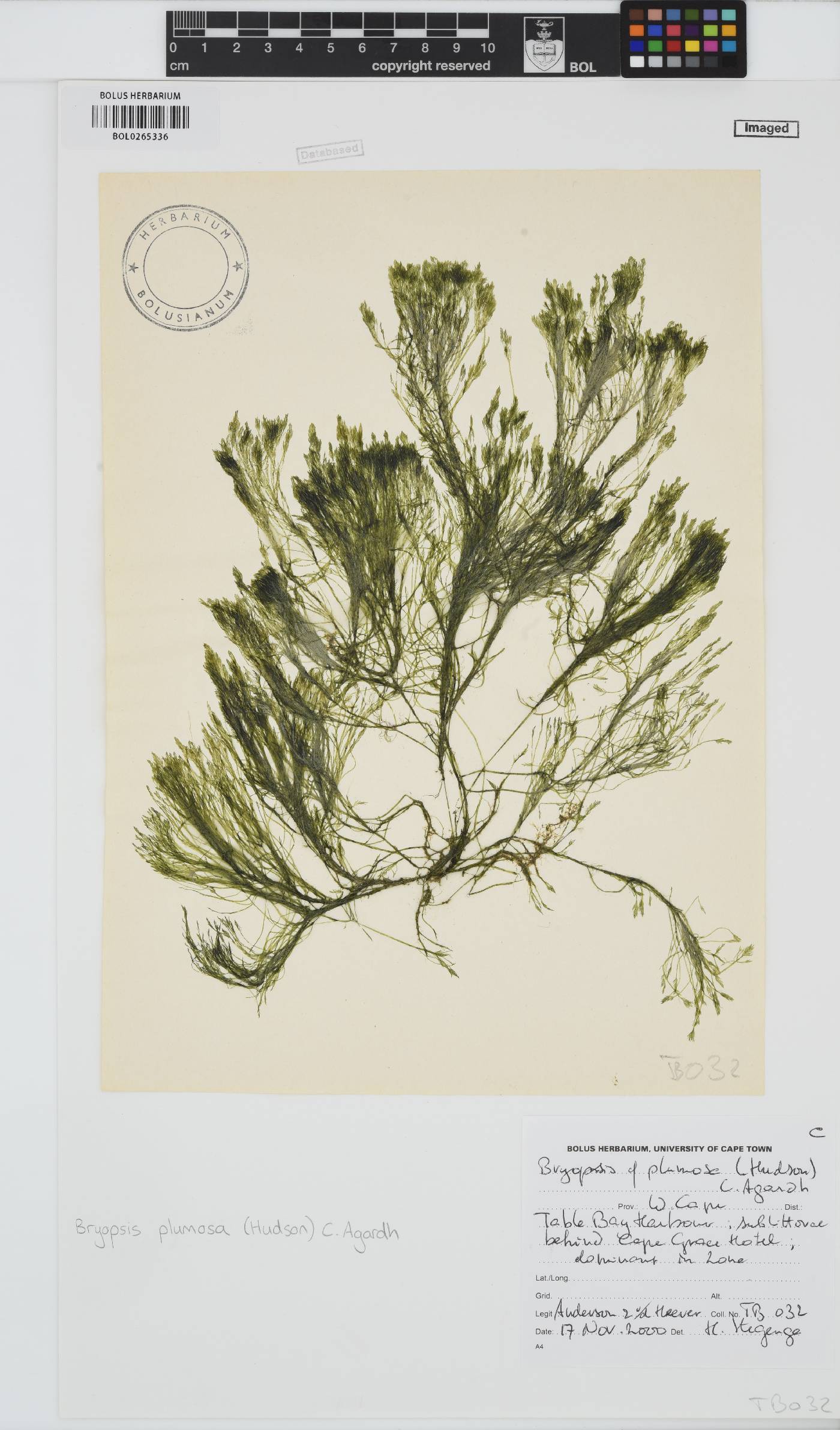 Bryopsis plumosa image