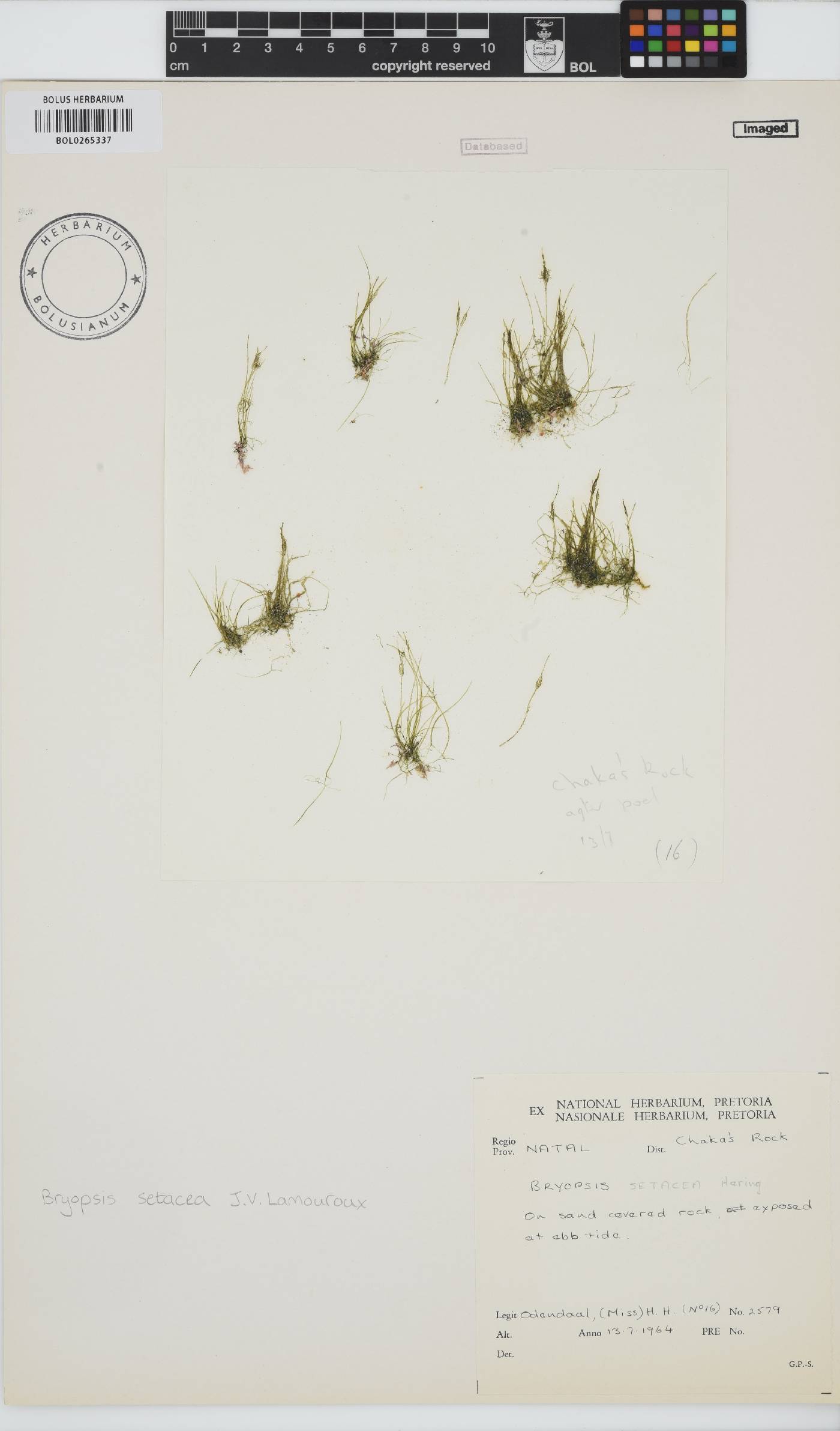 Bryopsis setacea image