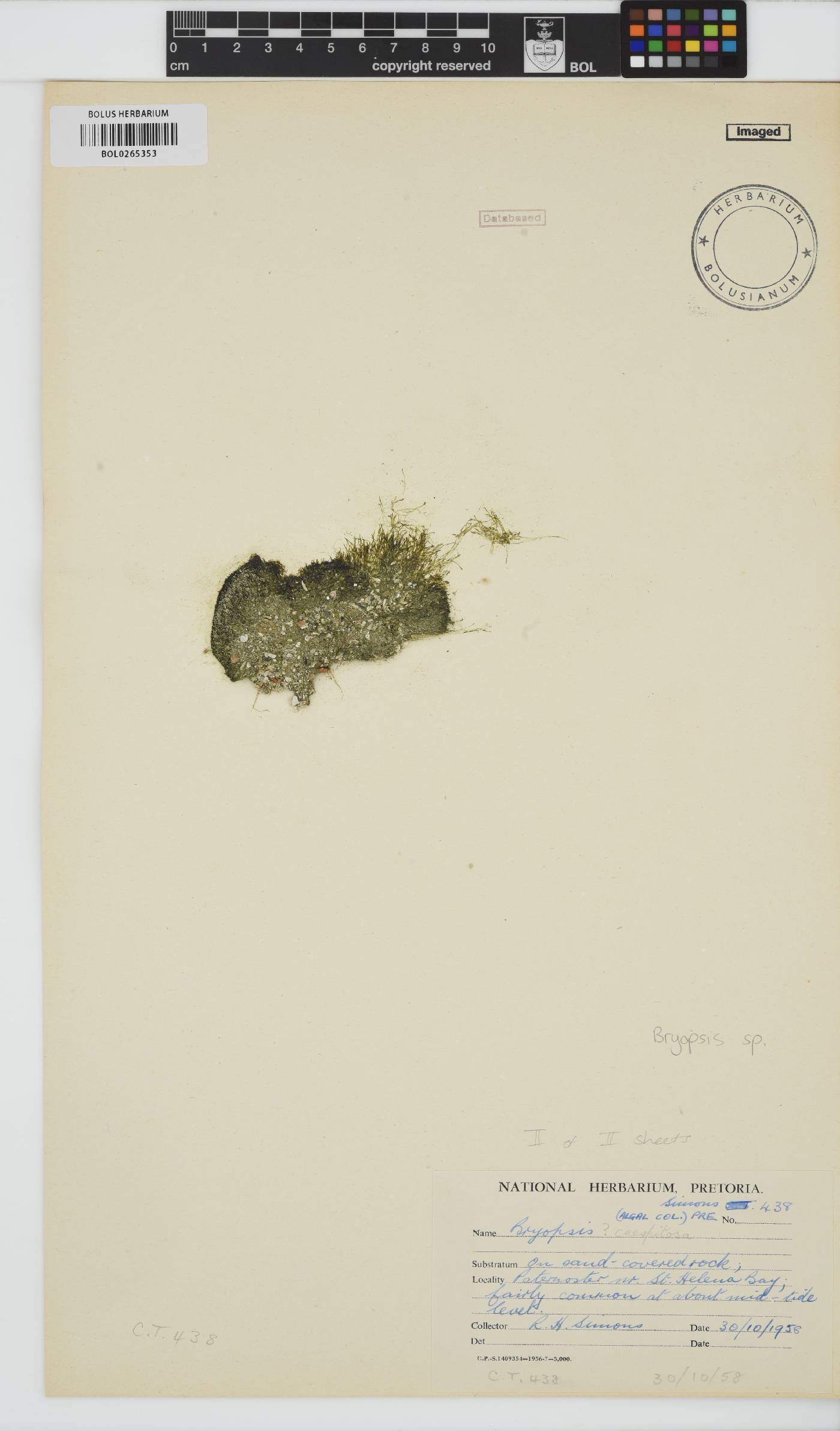 Bryopsidaceae image