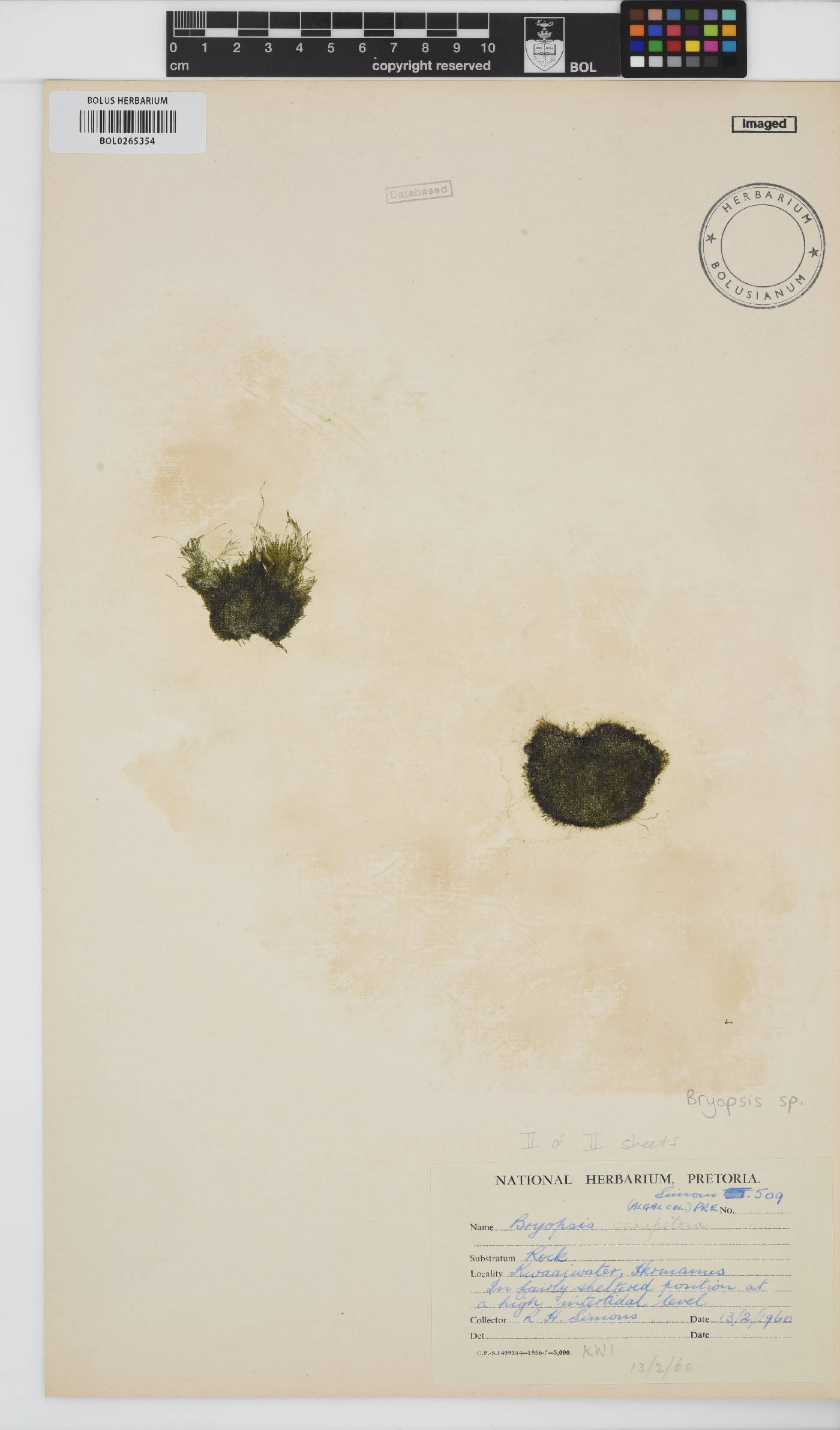Bryopsis image