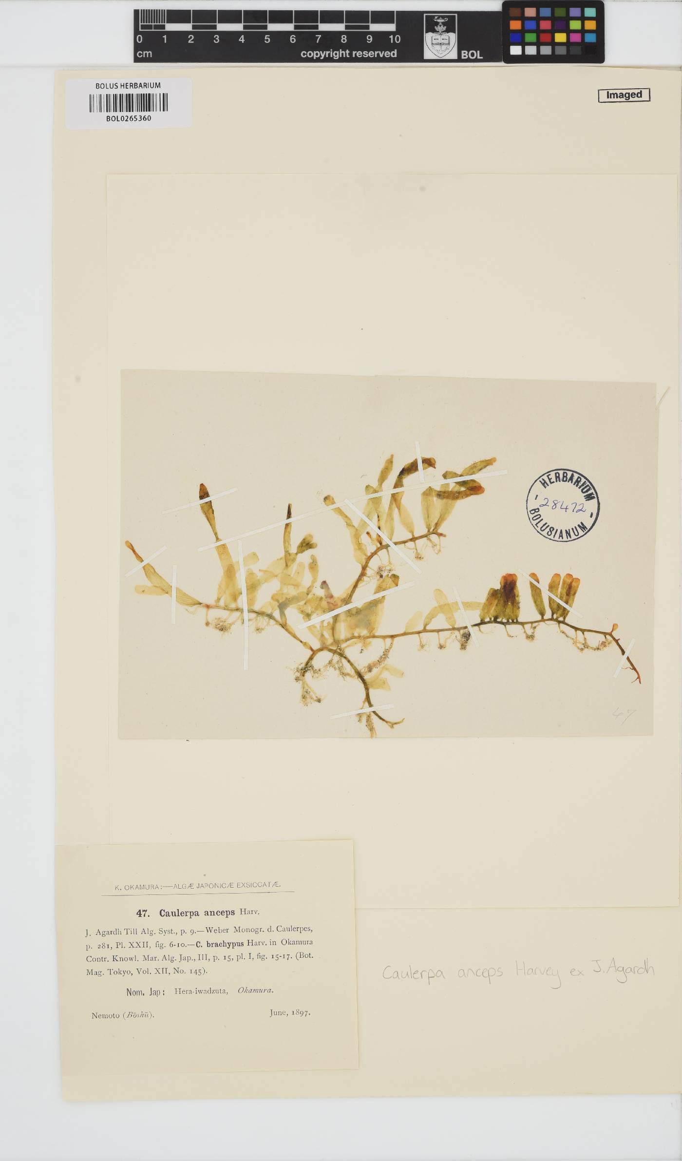 Caulerpa brachypus image