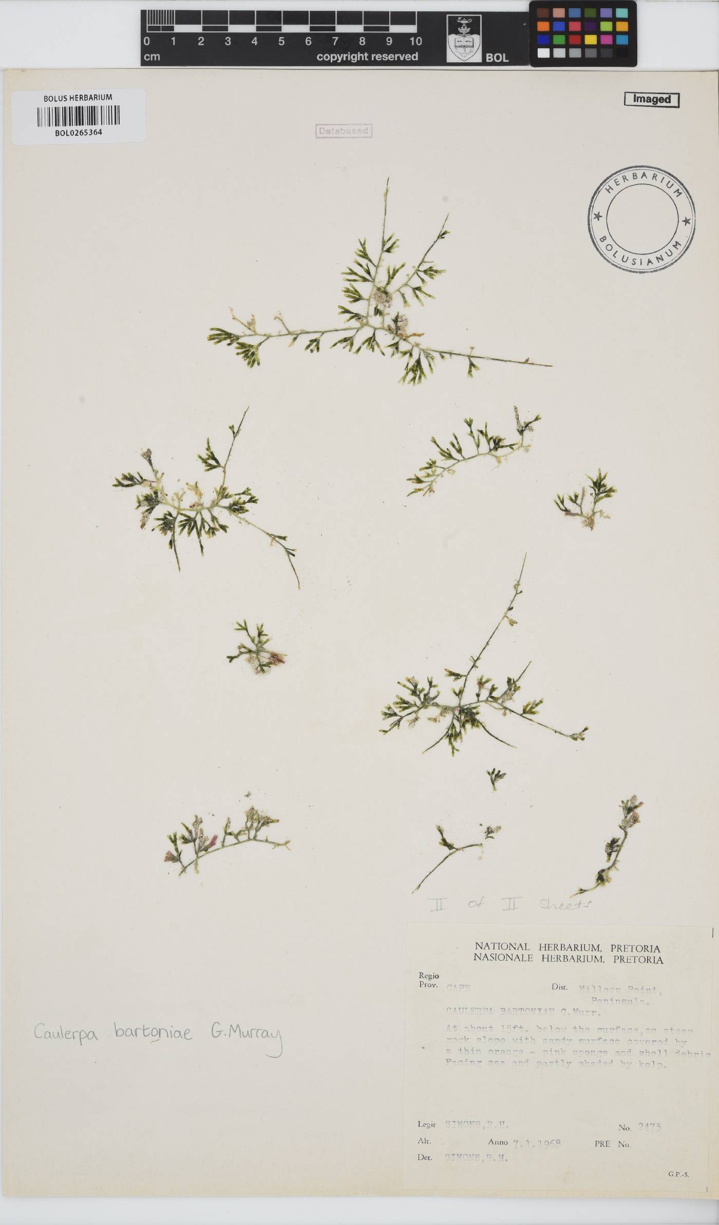 Caulerpa bartoniae image