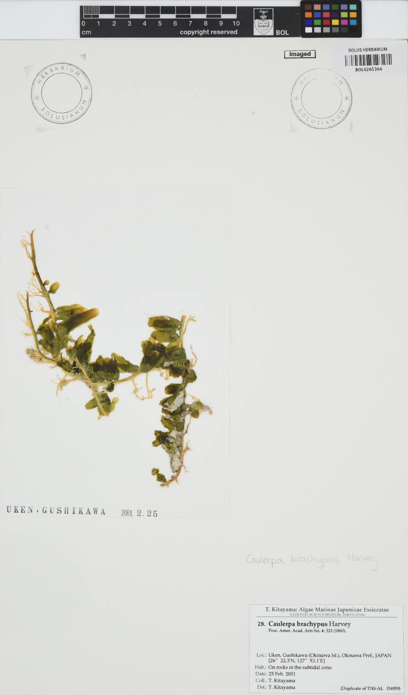 Caulerpa brachypus image