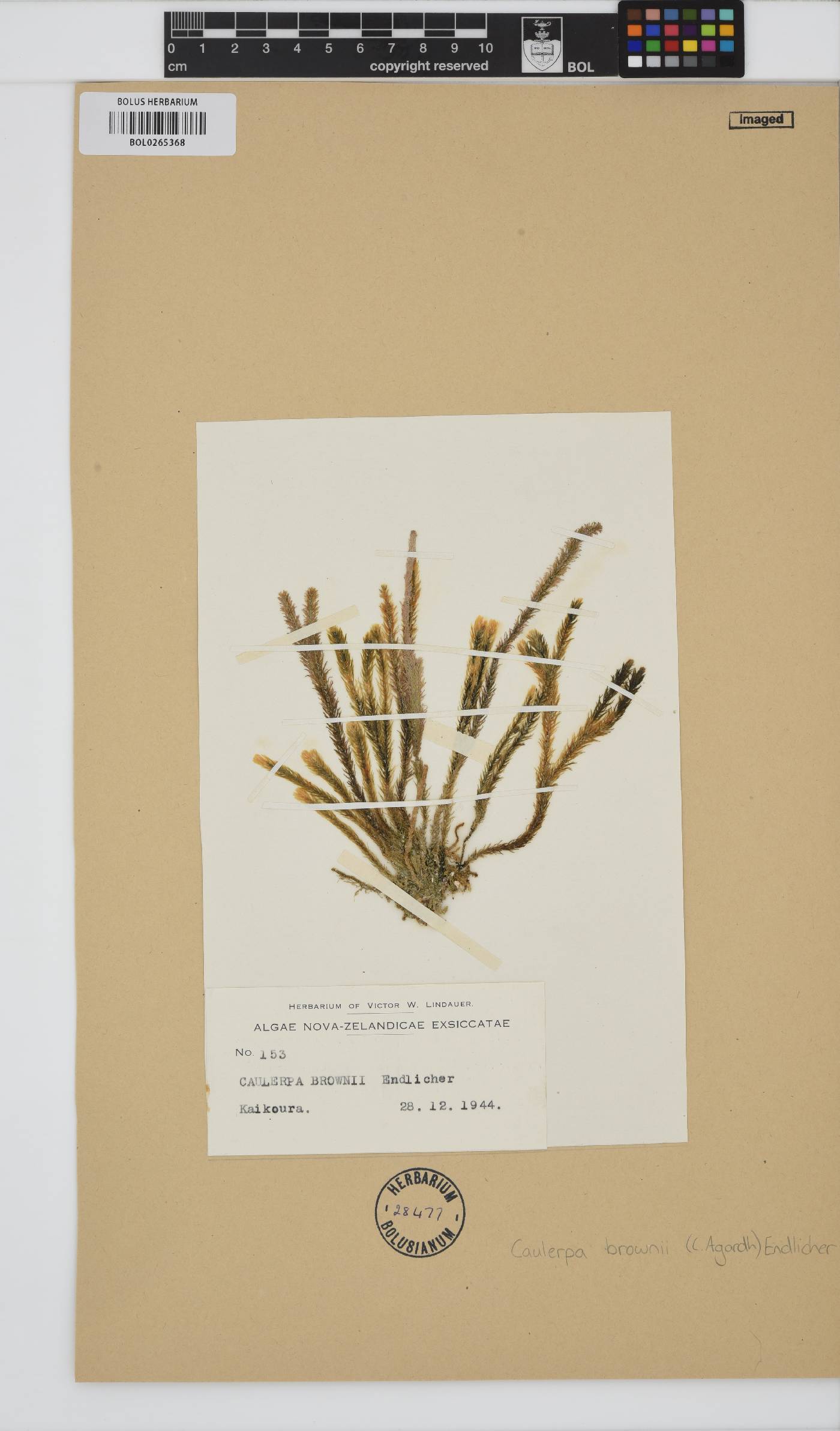 Caulerpa brownii image
