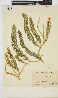 Caulerpa cactoides image