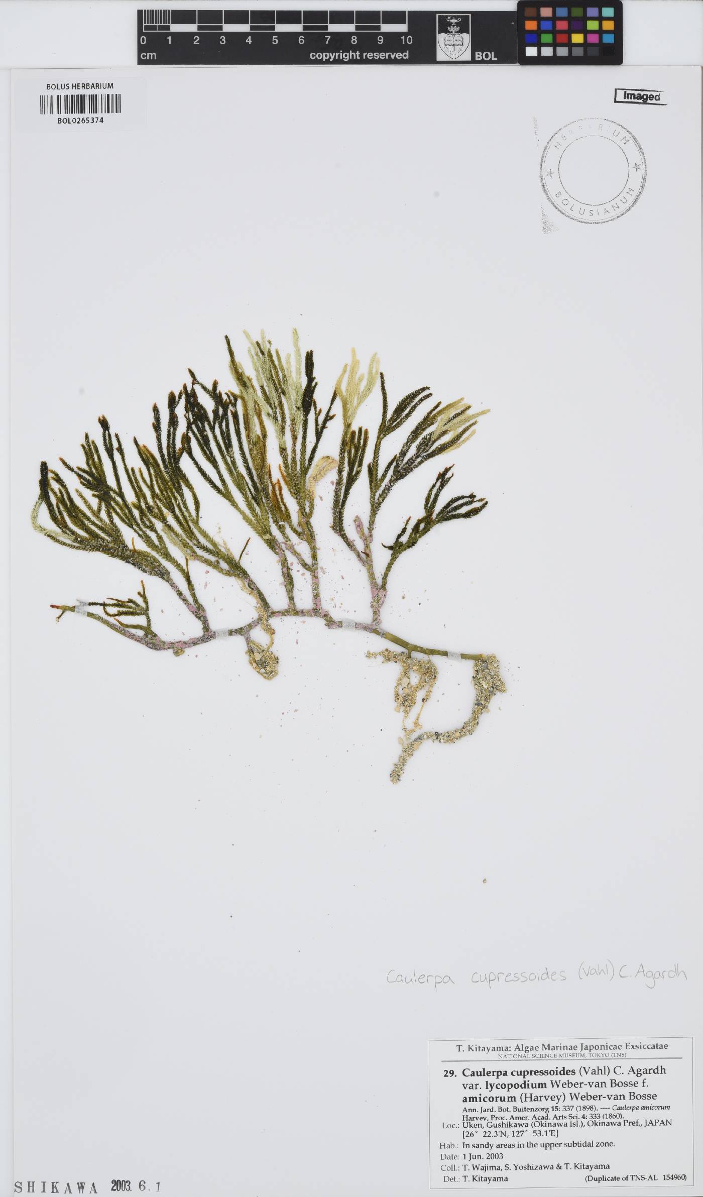 Caulerpa cupressoides image