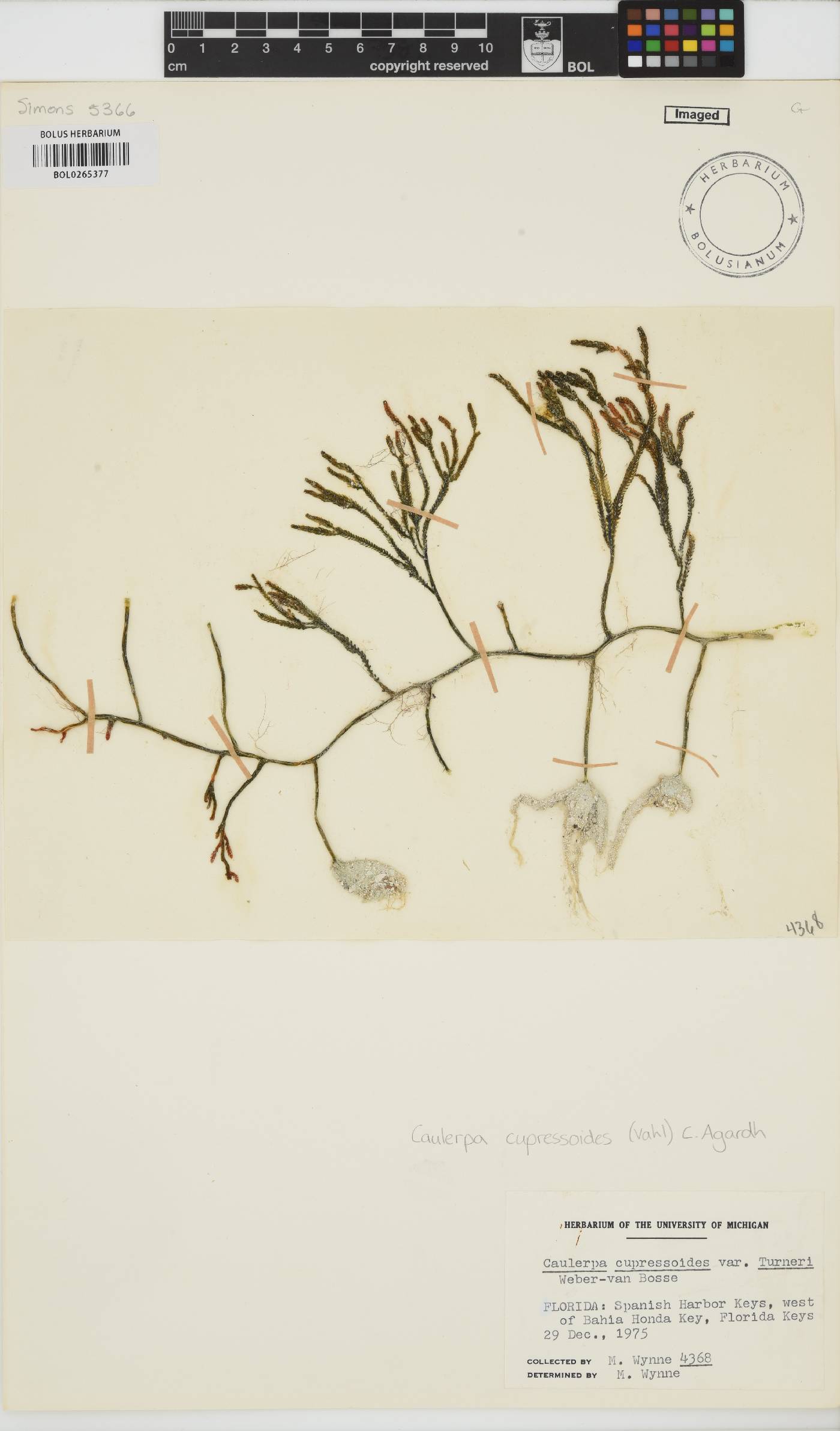 Caulerpa cupressoides image