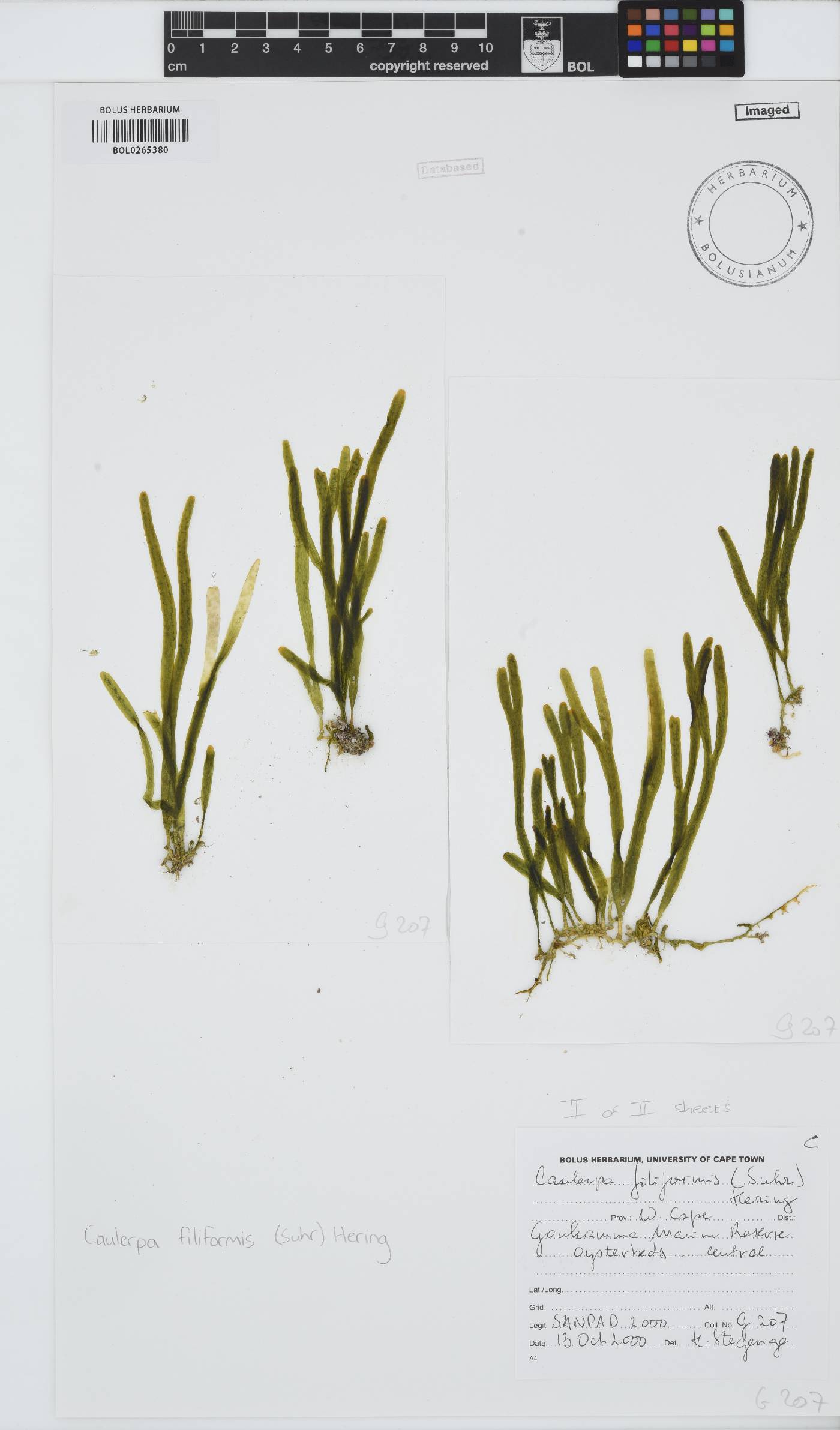 Caulerpa filiformis image