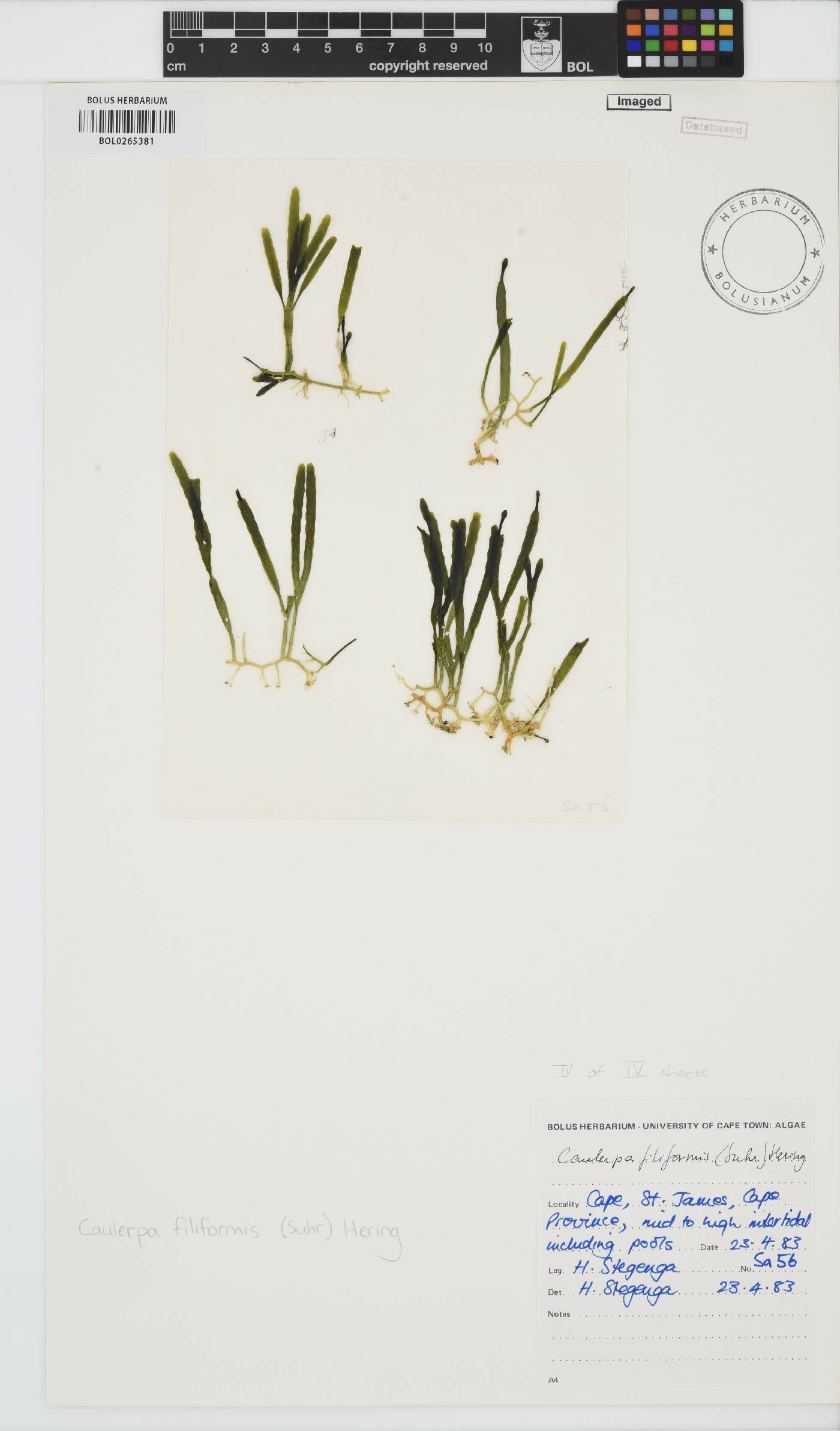 Caulerpa filiformis image