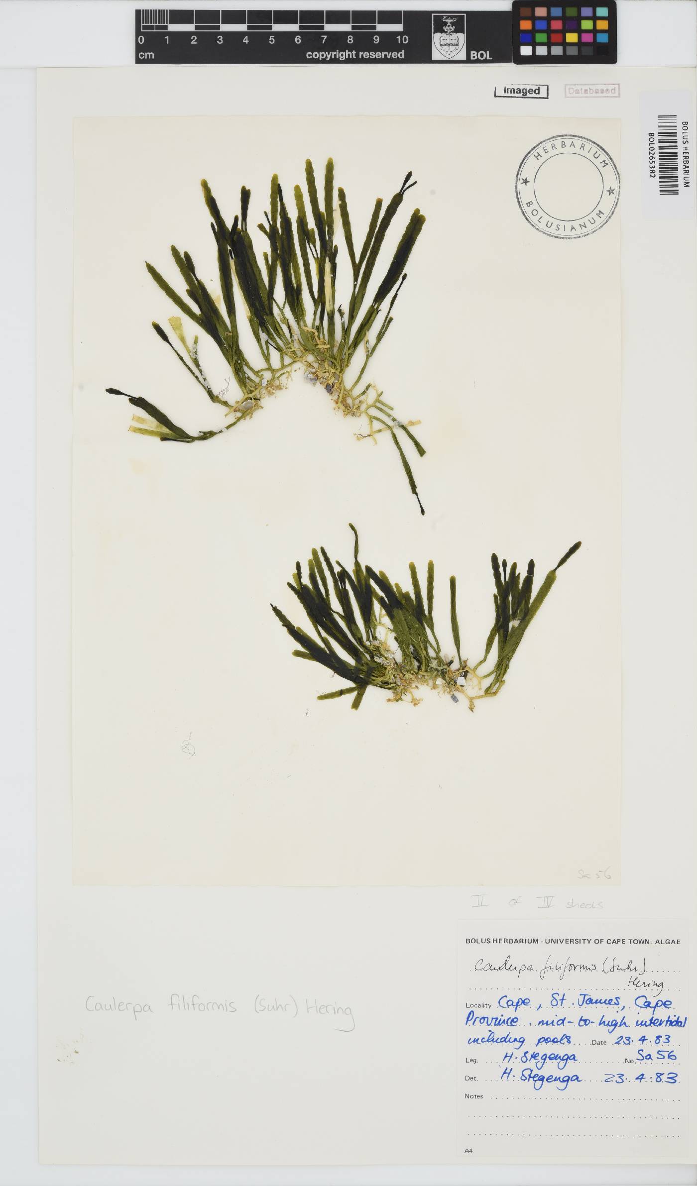 Caulerpa image
