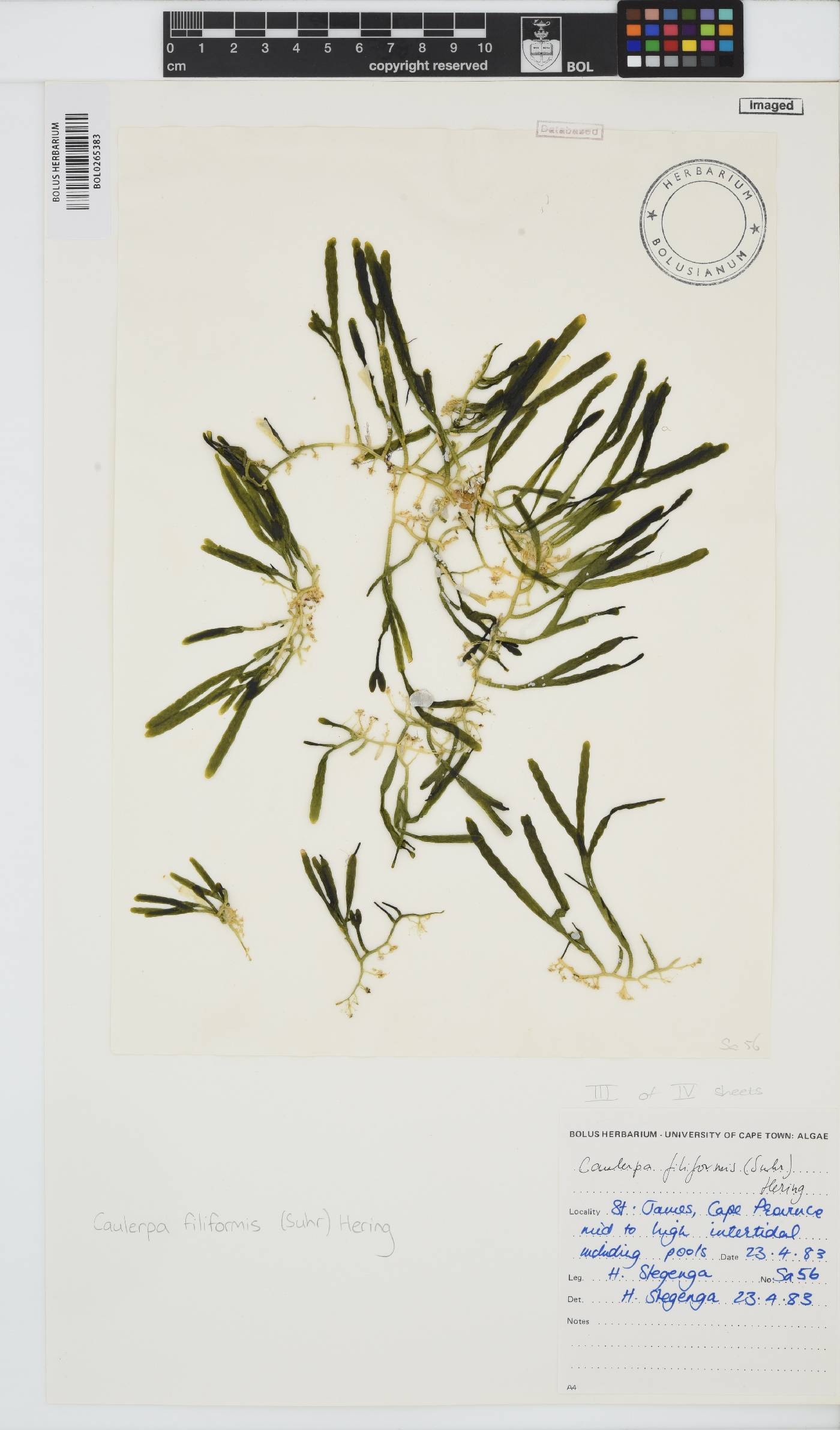 Caulerpa filiformis image