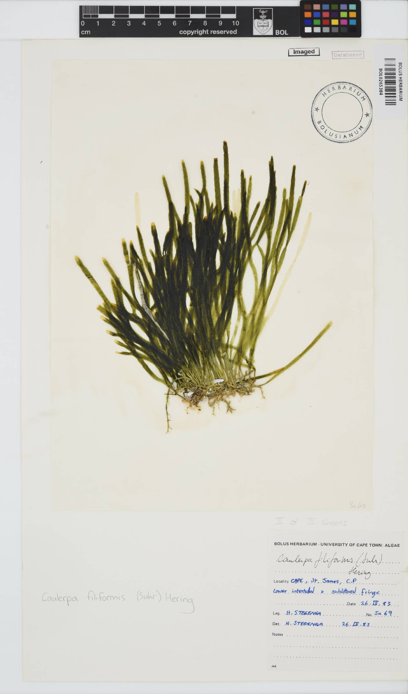 Caulerpa image
