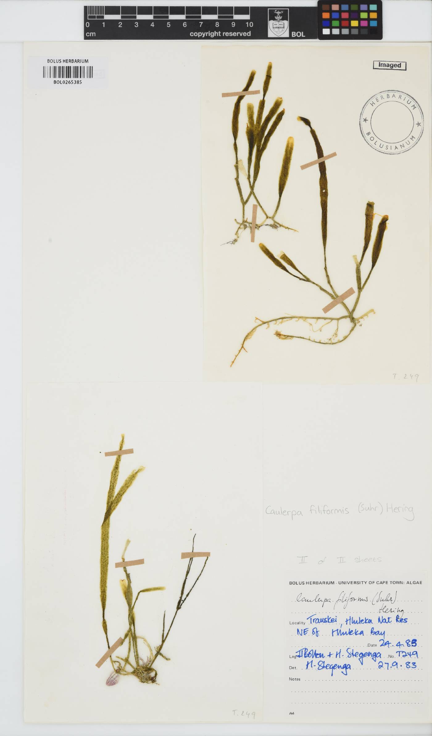 Caulerpa image