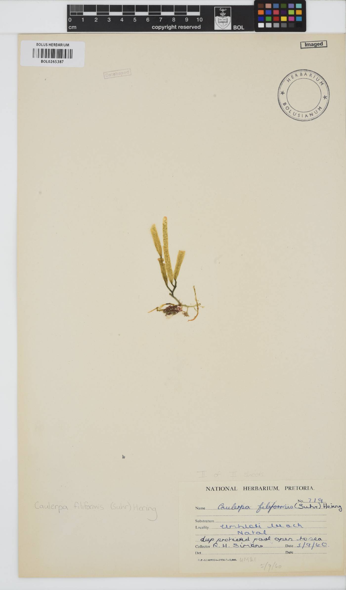 Caulerpa filiformis image