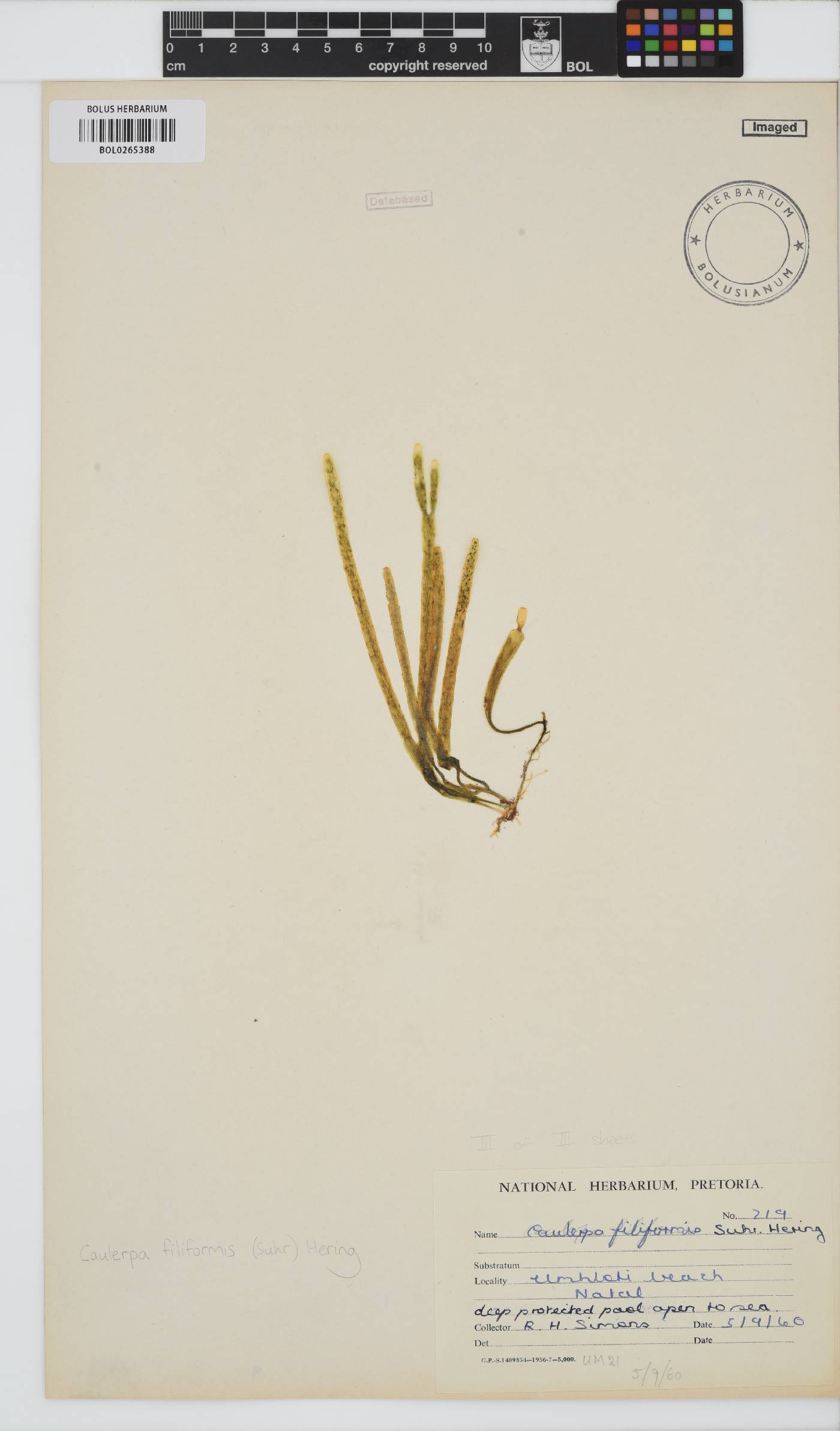 Caulerpaceae image