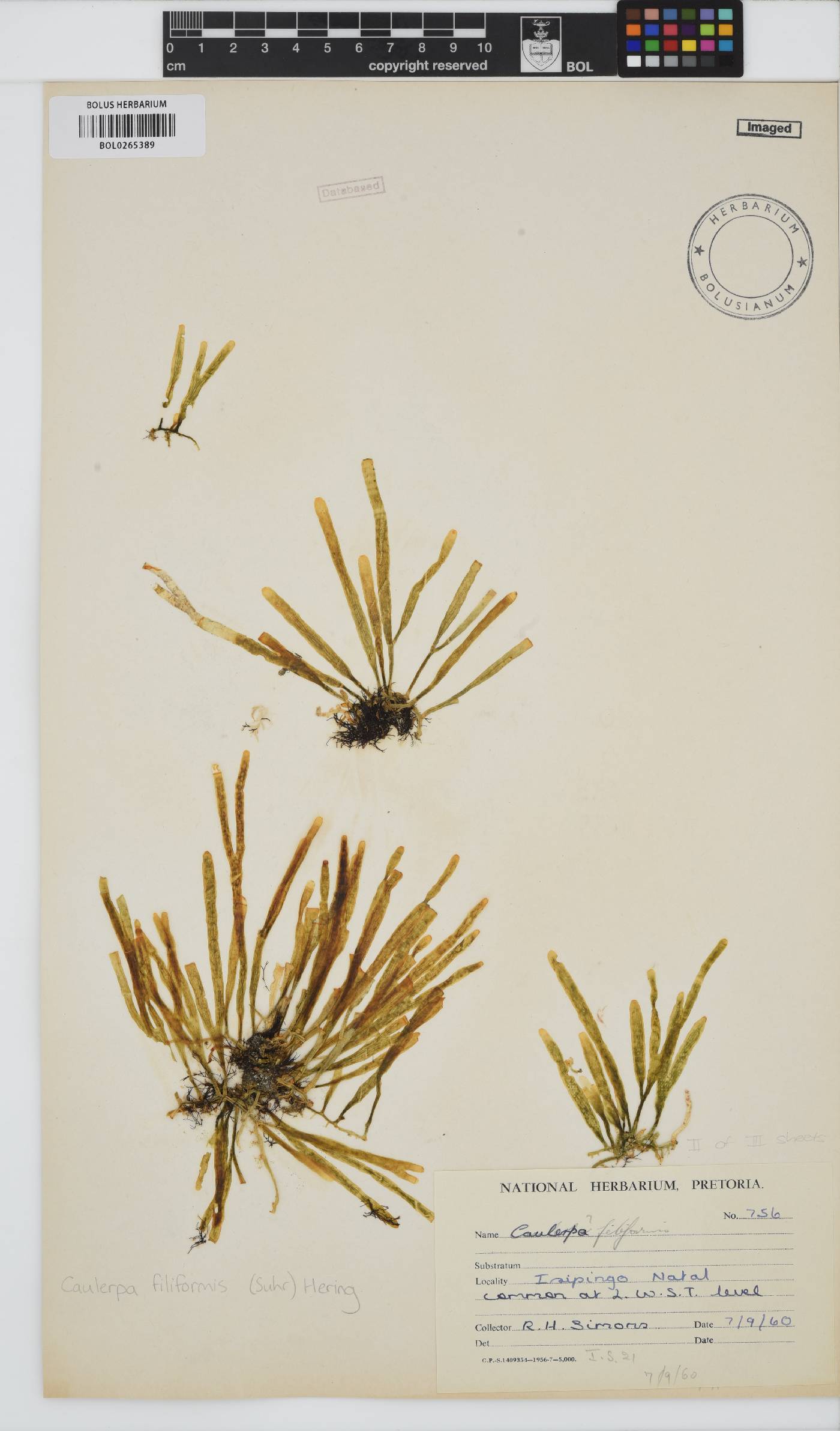 Caulerpa filiformis image