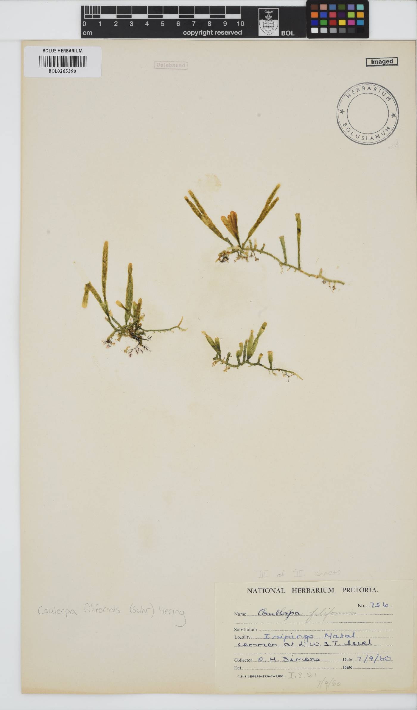 Caulerpa filiformis image