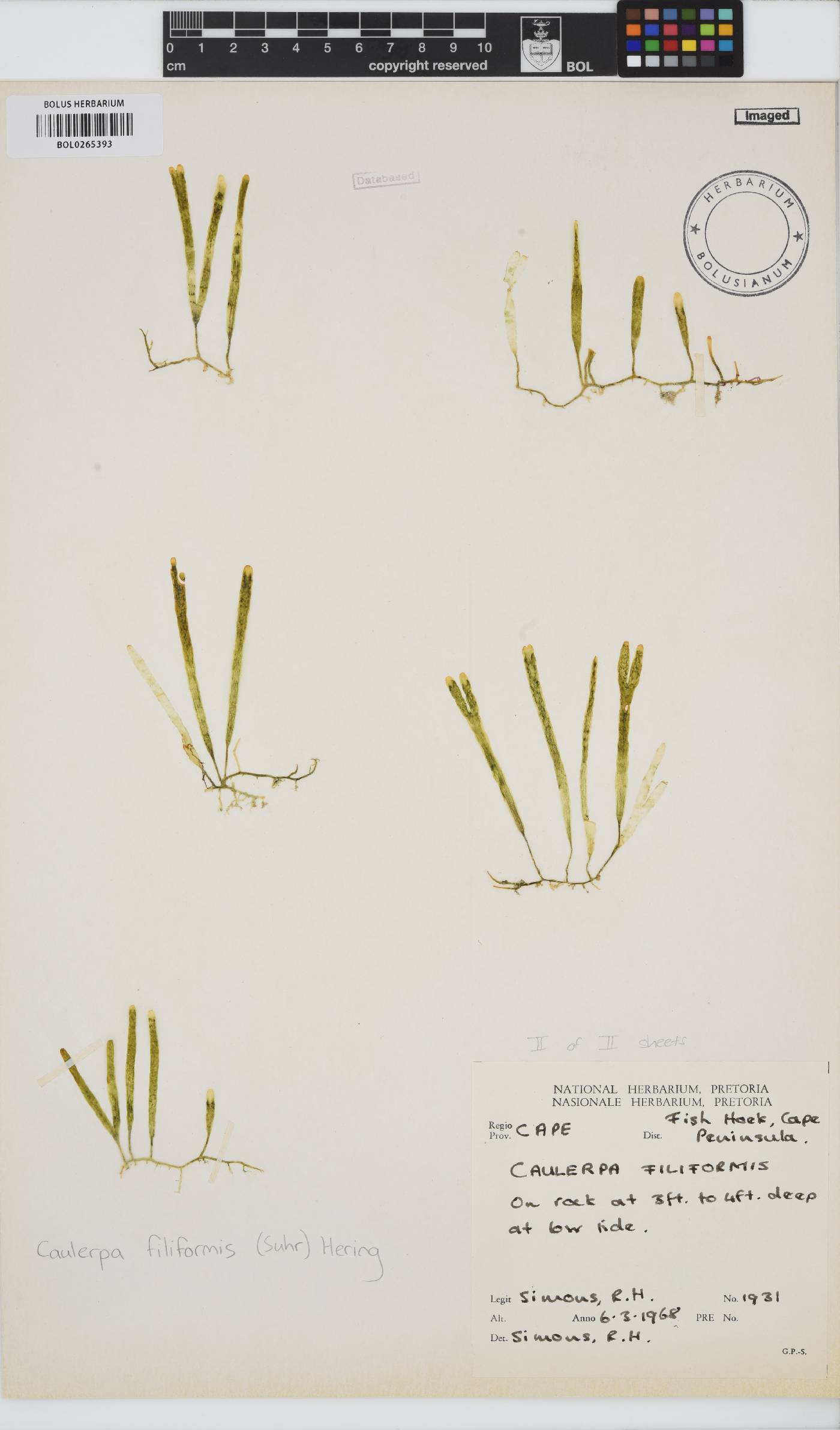 Caulerpaceae image