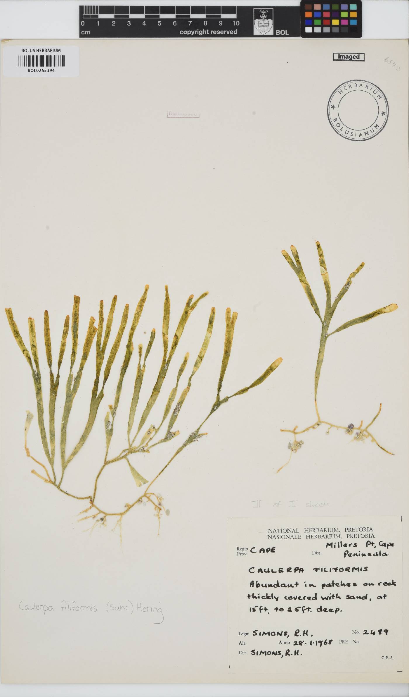Caulerpa filiformis image