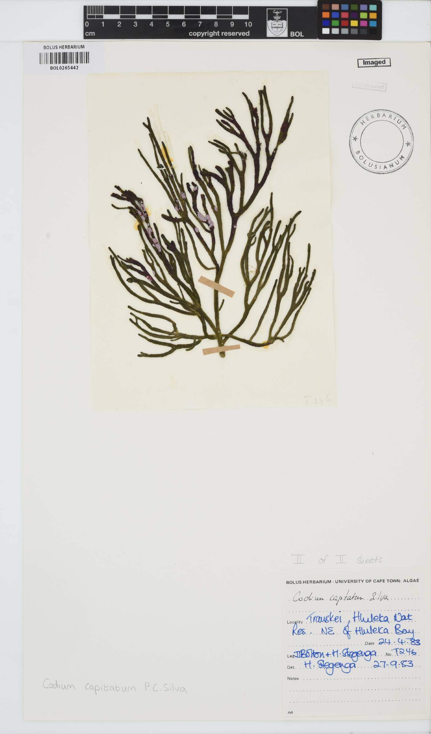 Codium capitatum image