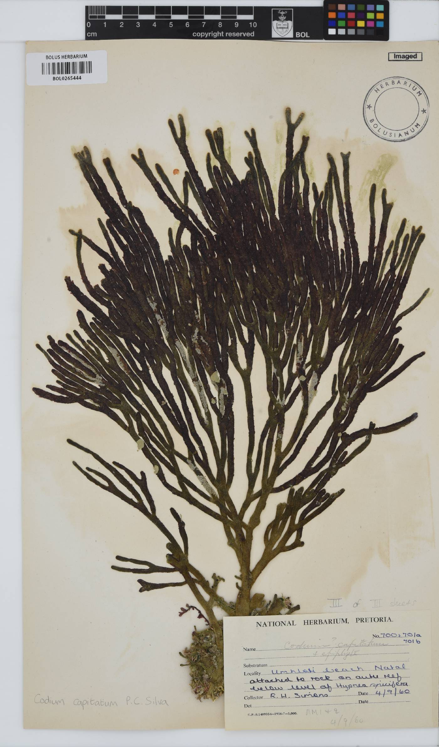 Codium capitatum image