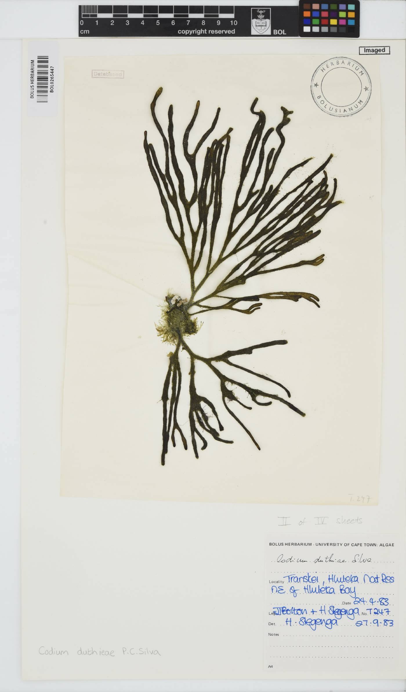 Codium duthieae image