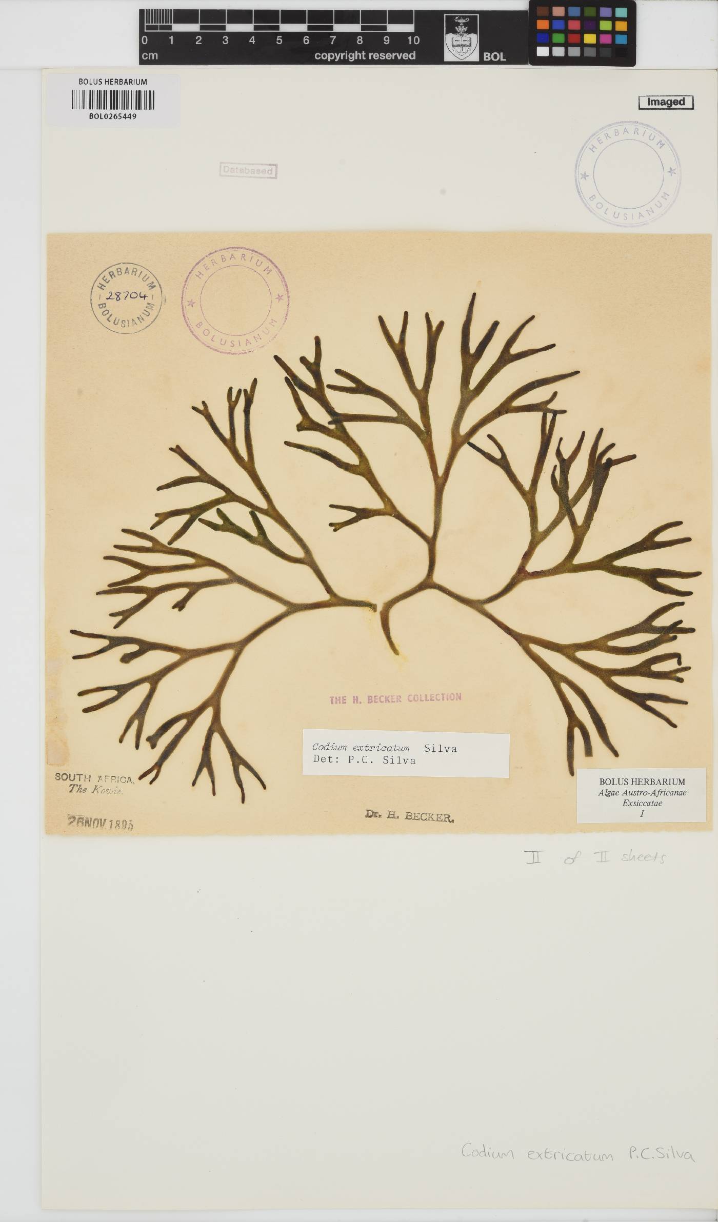Codium extricatum image