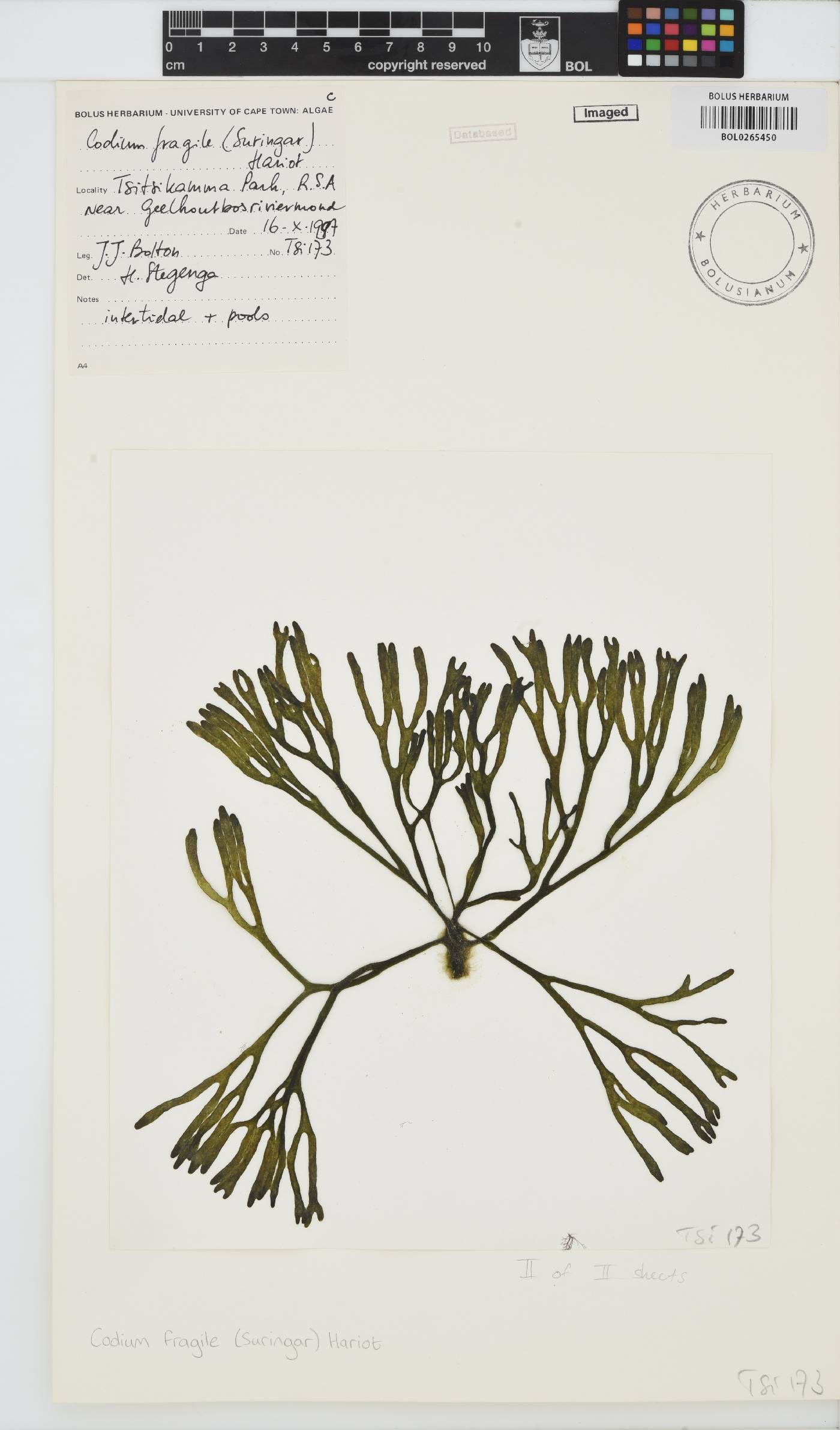 Codiaceae image