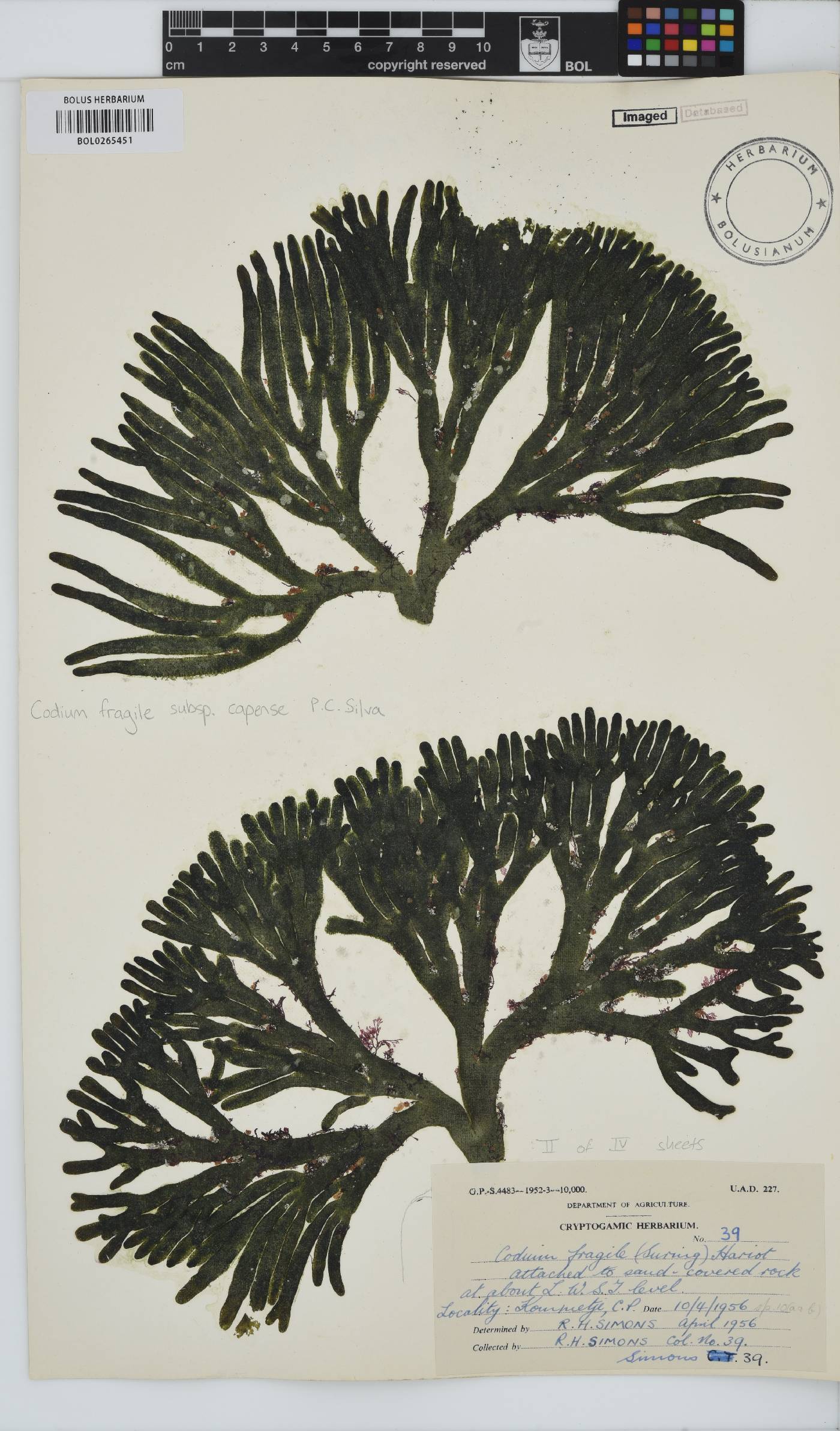 Codium fragile subsp. capense image