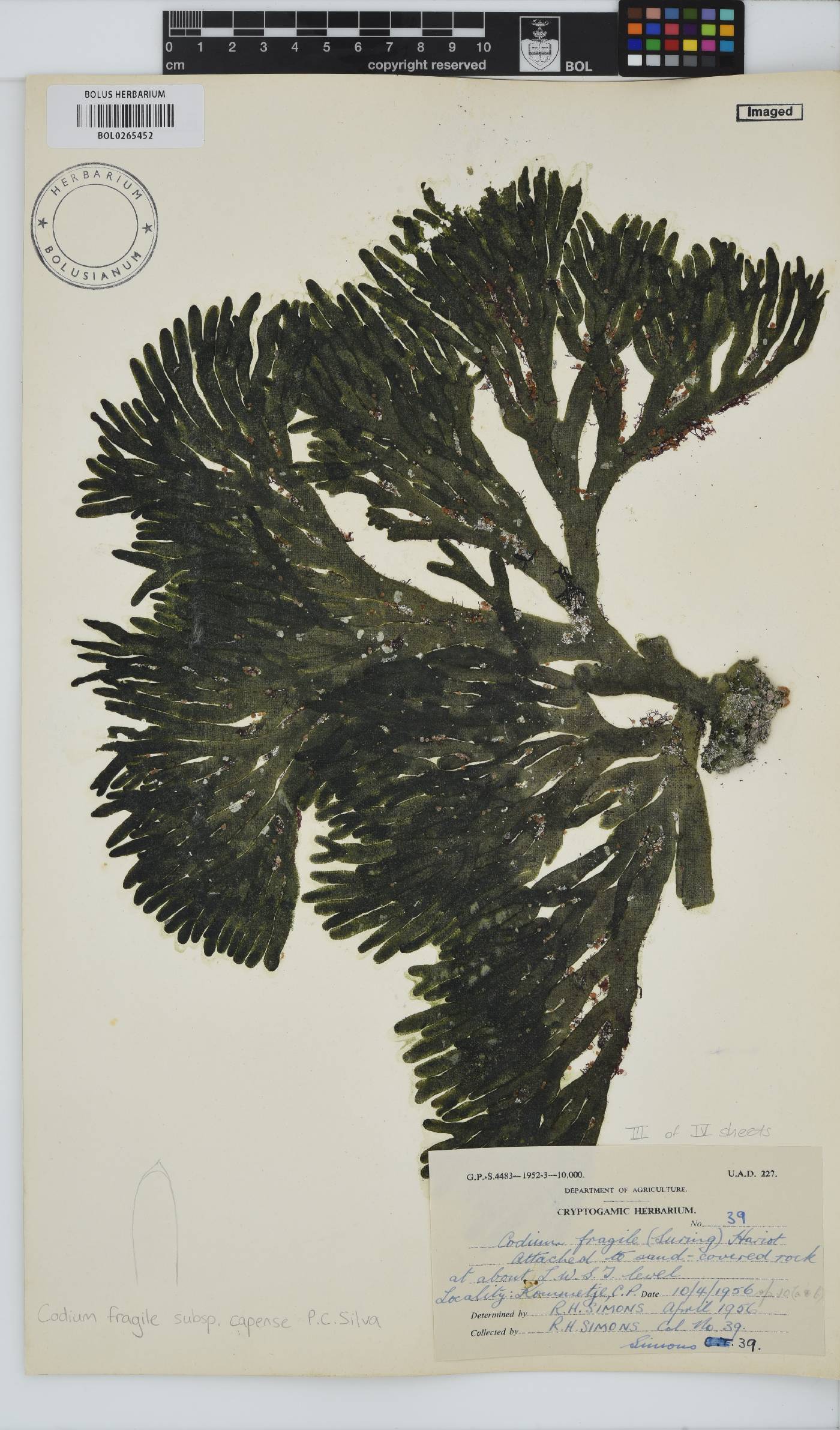 Codium fragile image