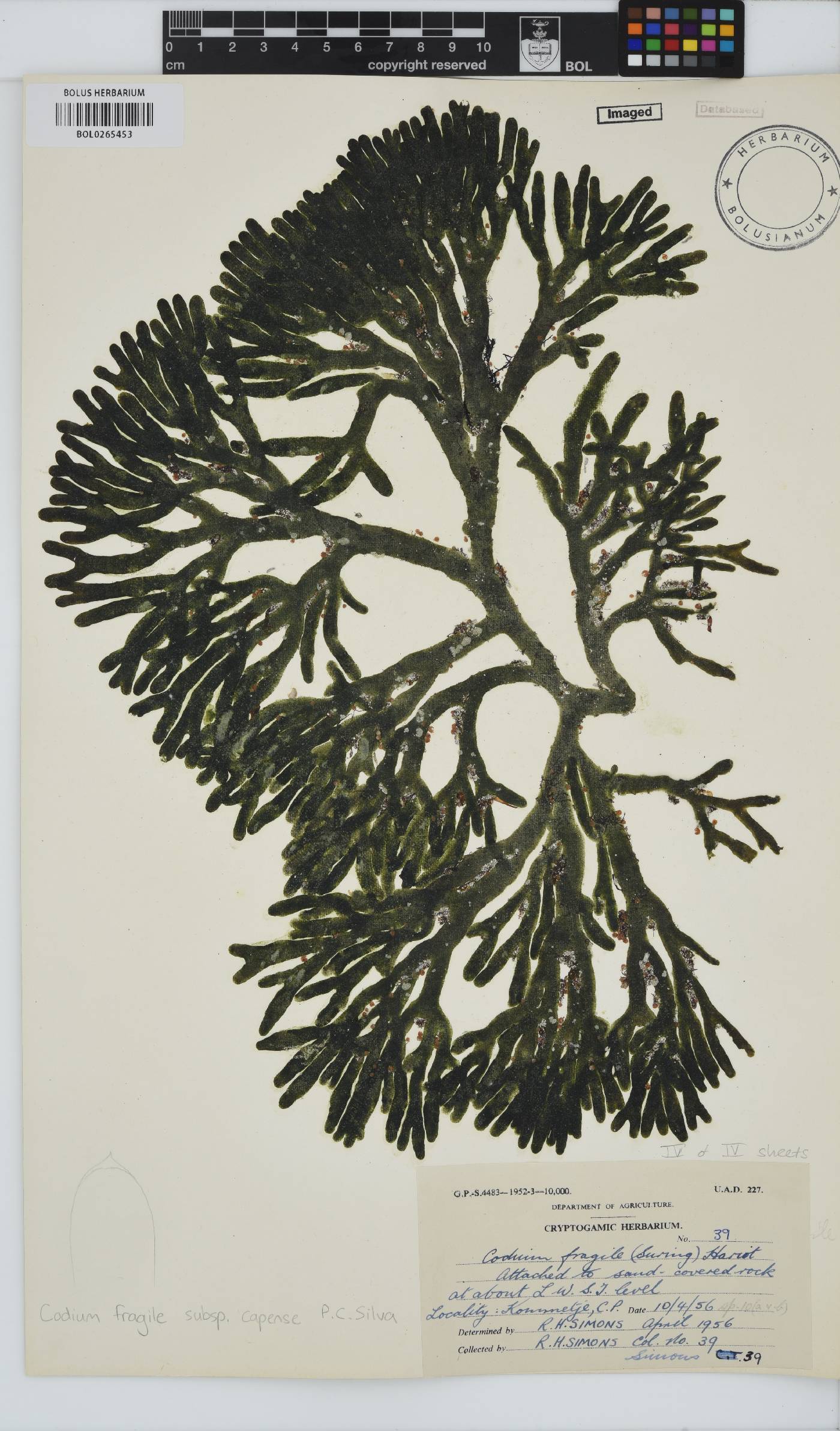 Codium fragile subsp. capense image