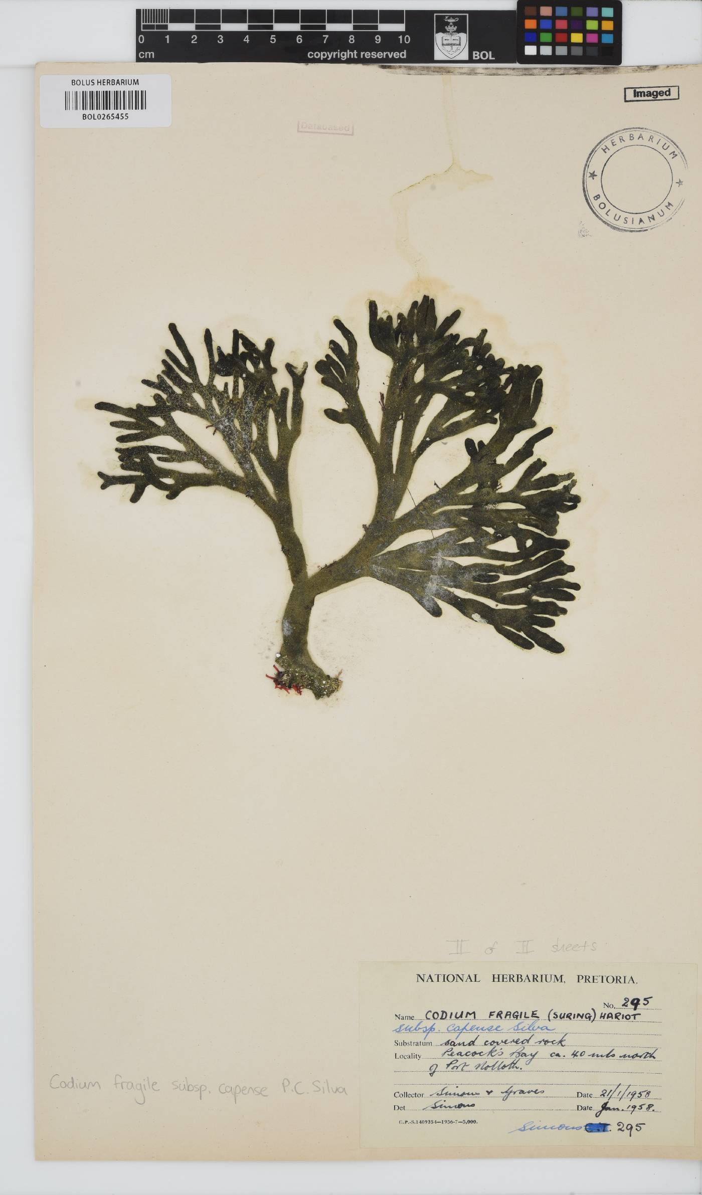 Codium fragile image