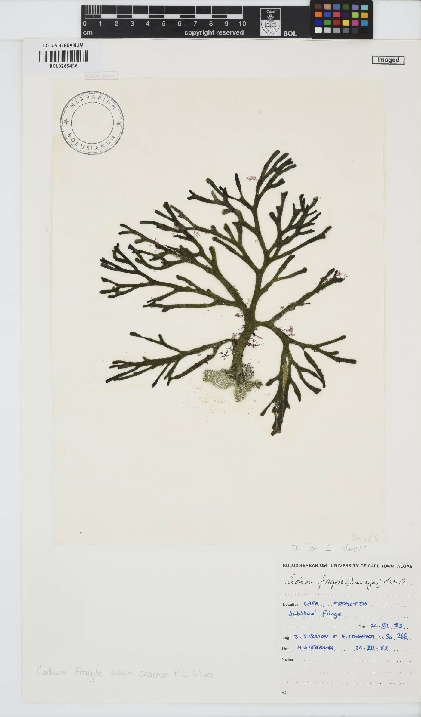 Codium fragile image