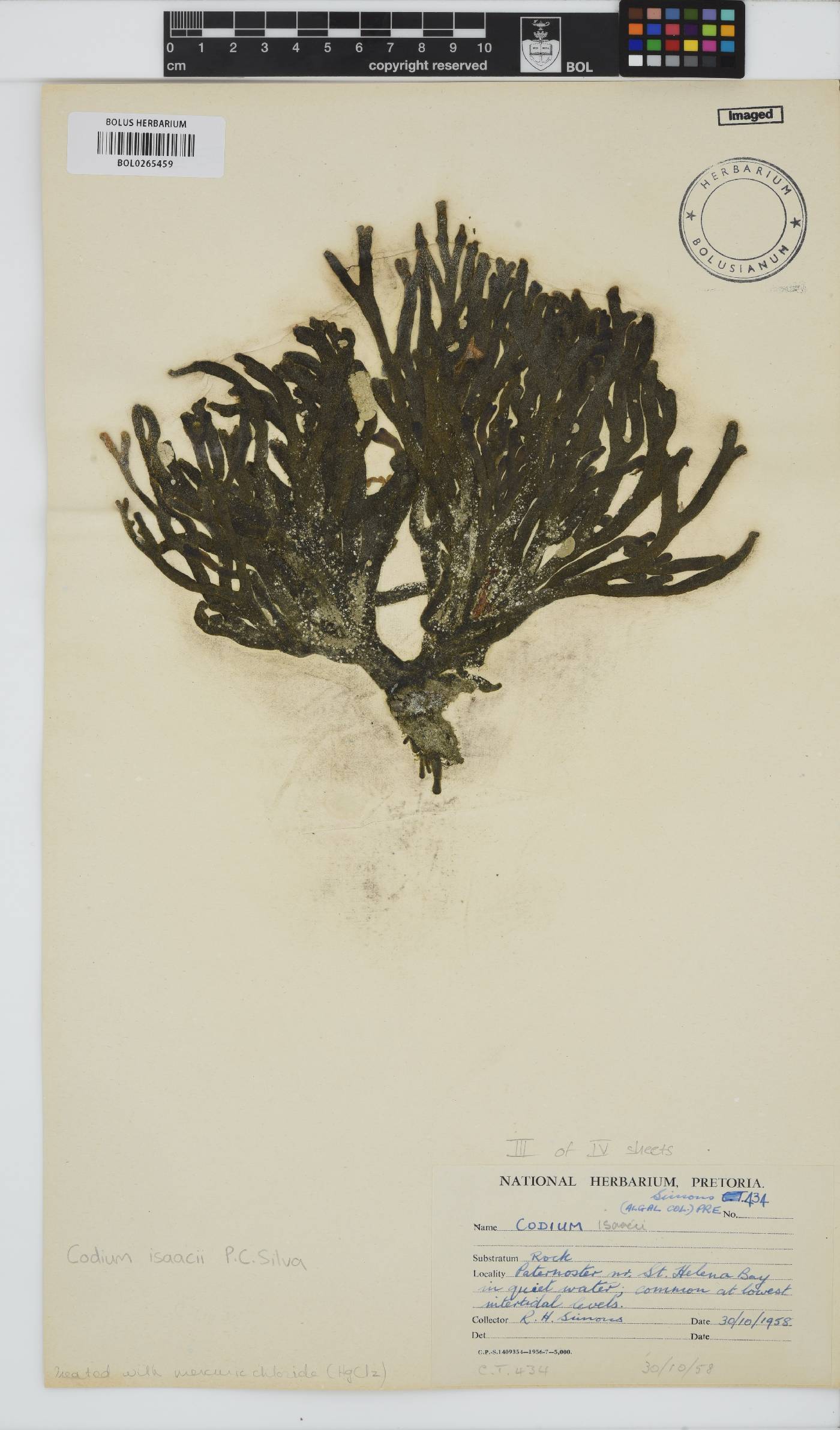 Codium isaacii image