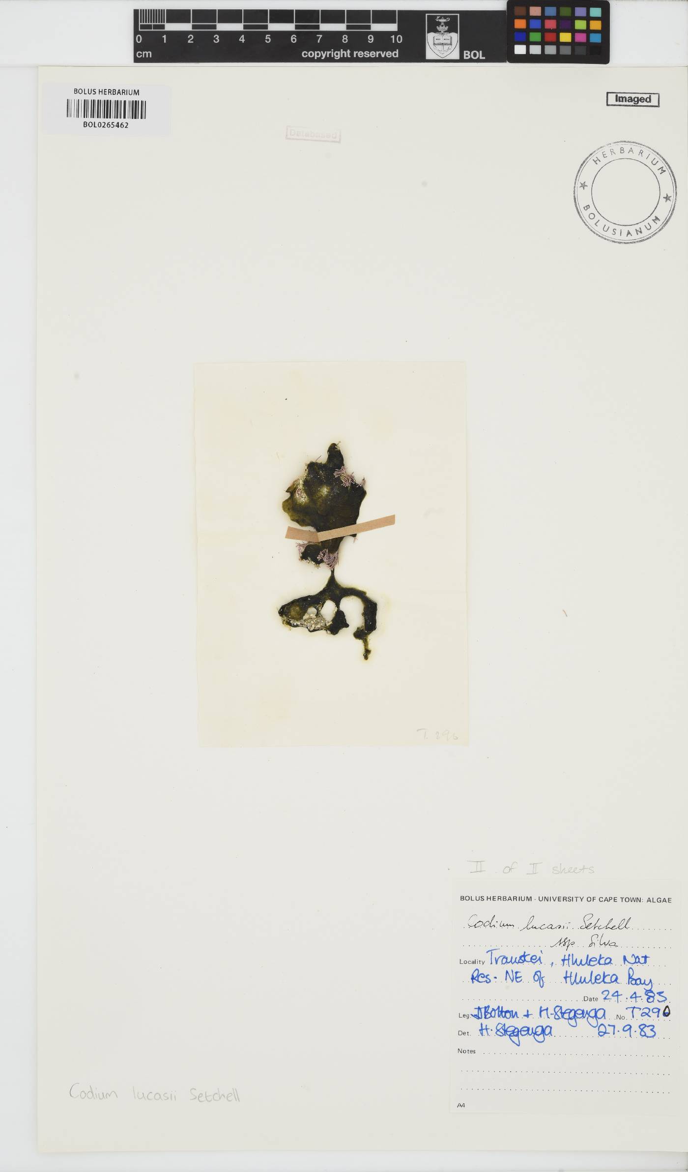 Codium lucasii image