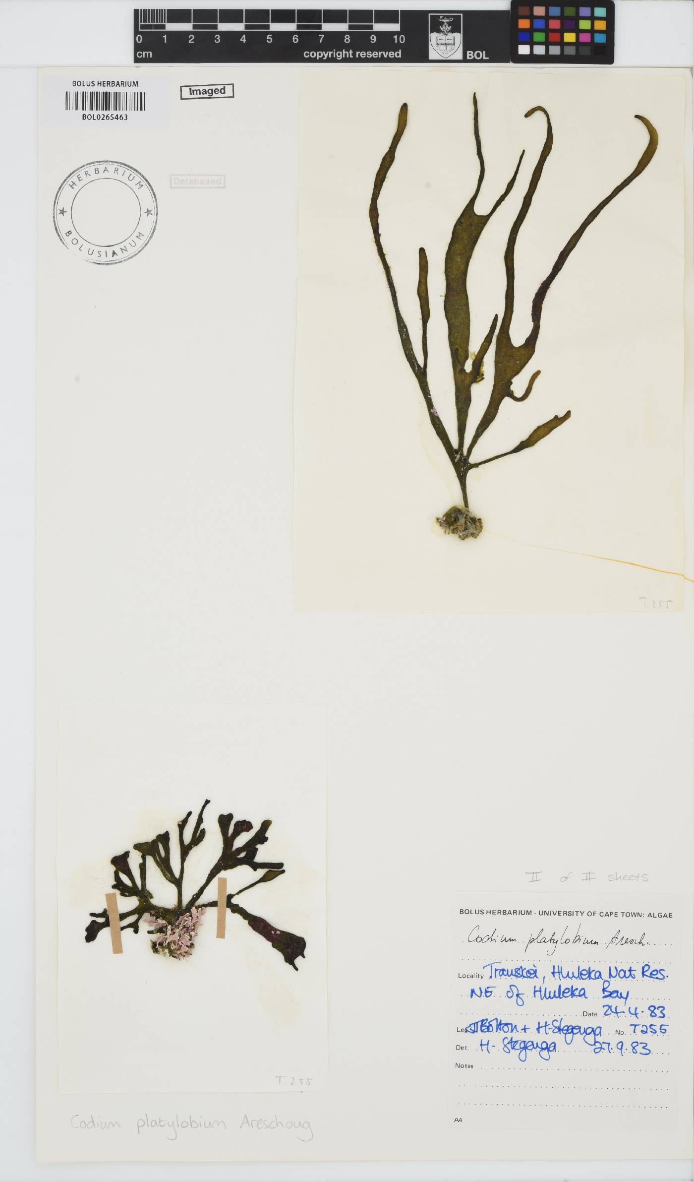 Codium platylobium image