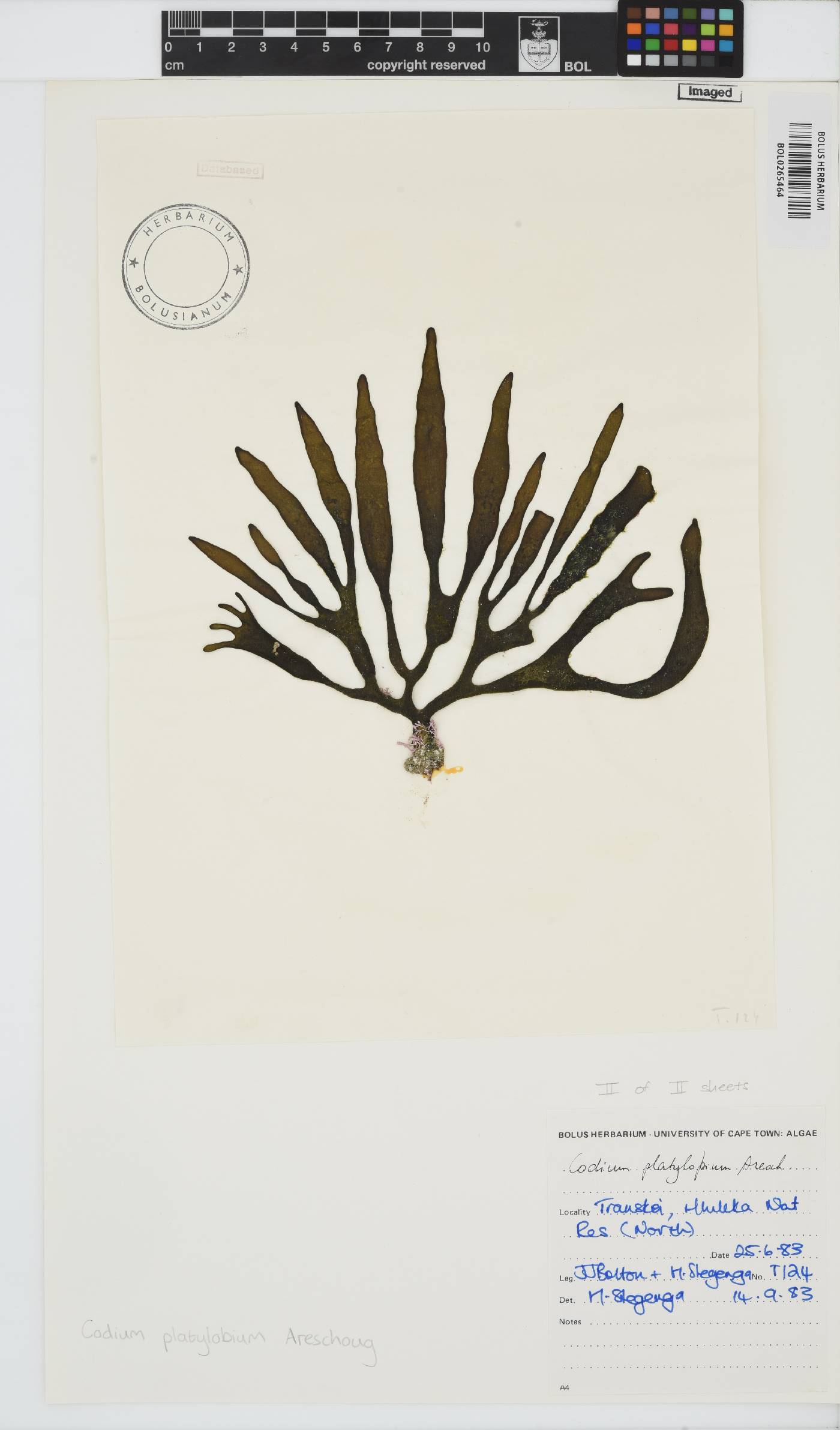 Codium platylobium image