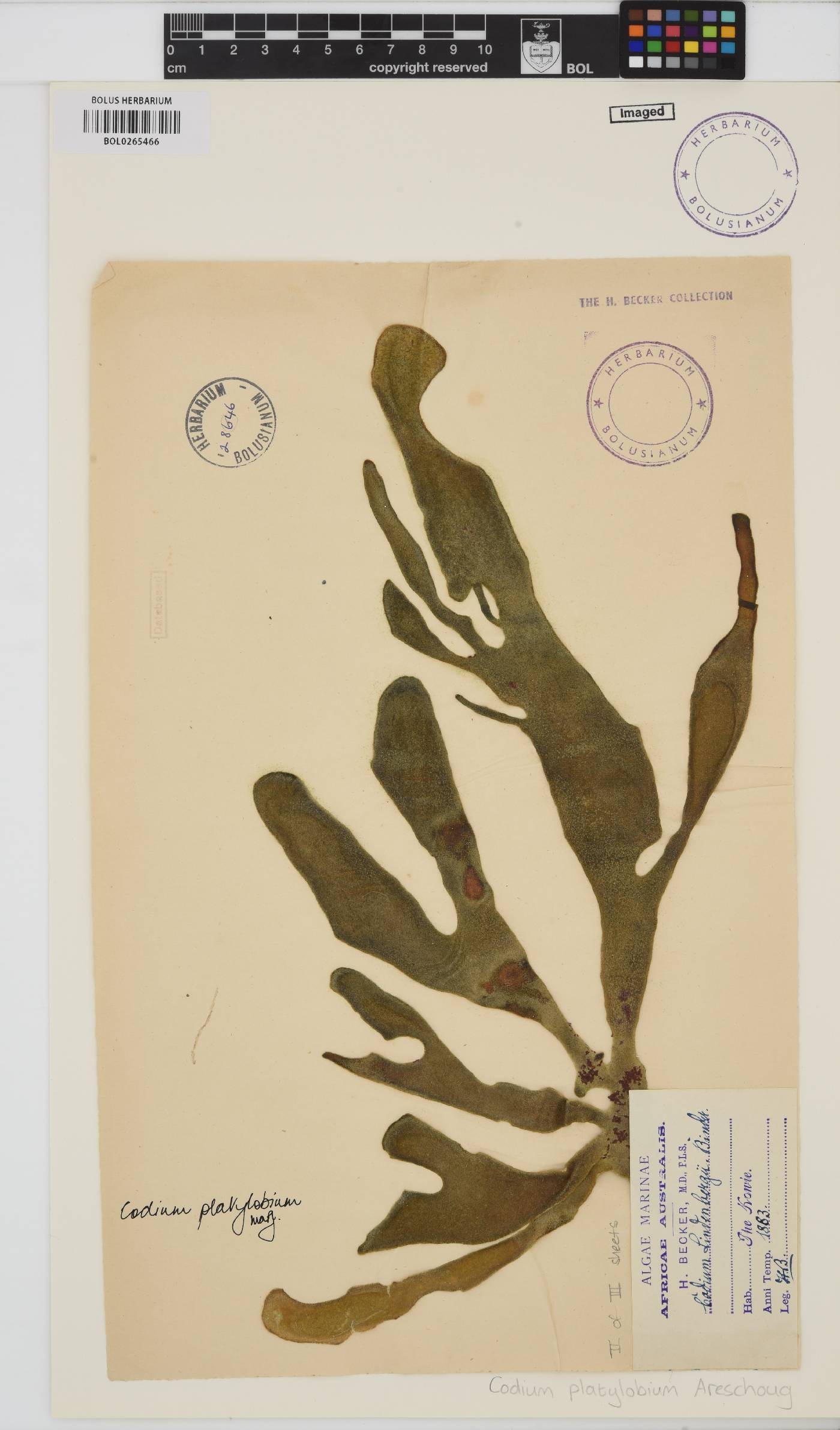 Codium platylobium image