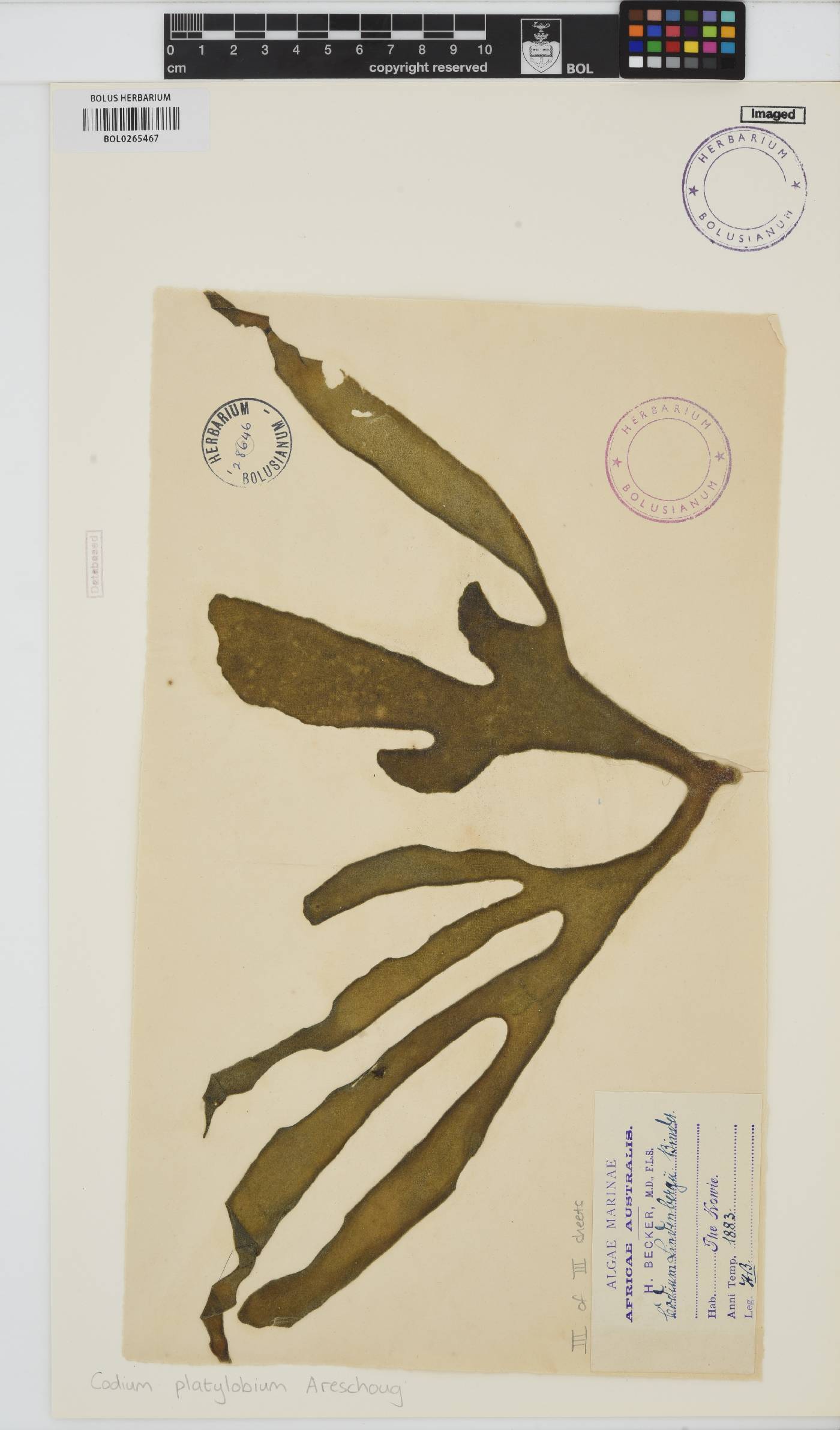 Codium platylobium image