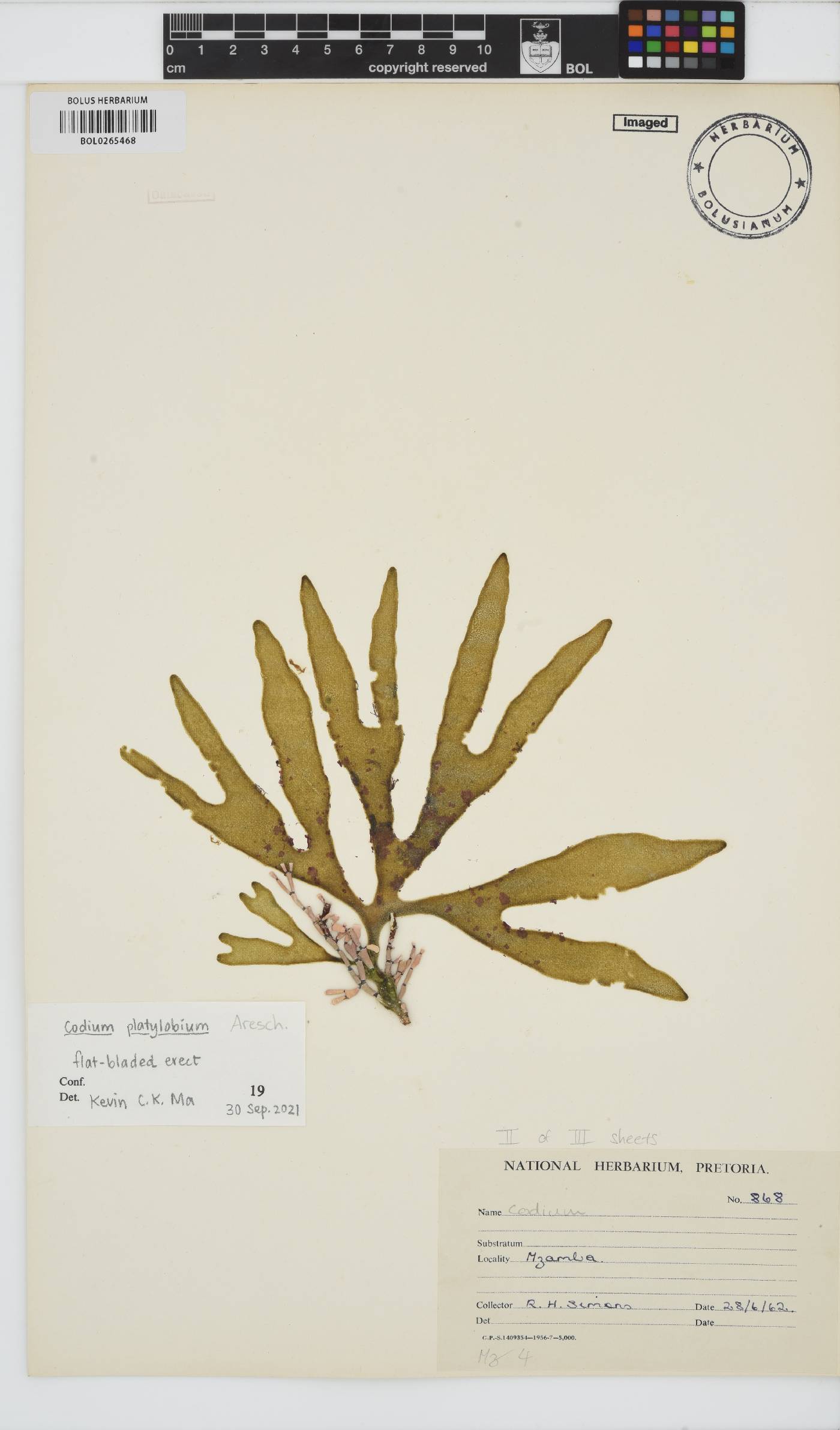 Codium platylobium image