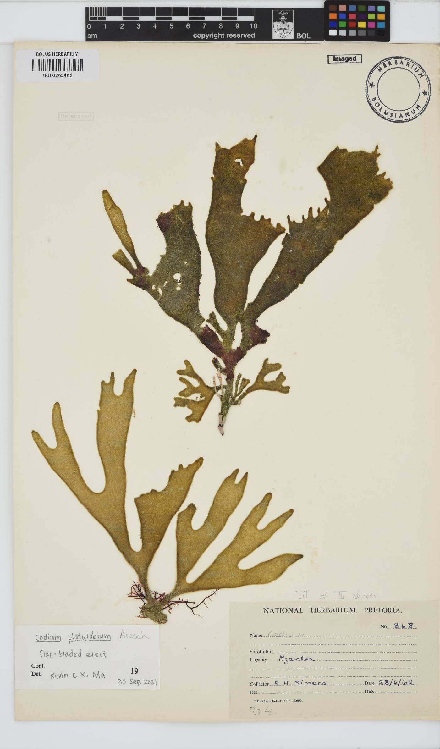 Codium platylobium image