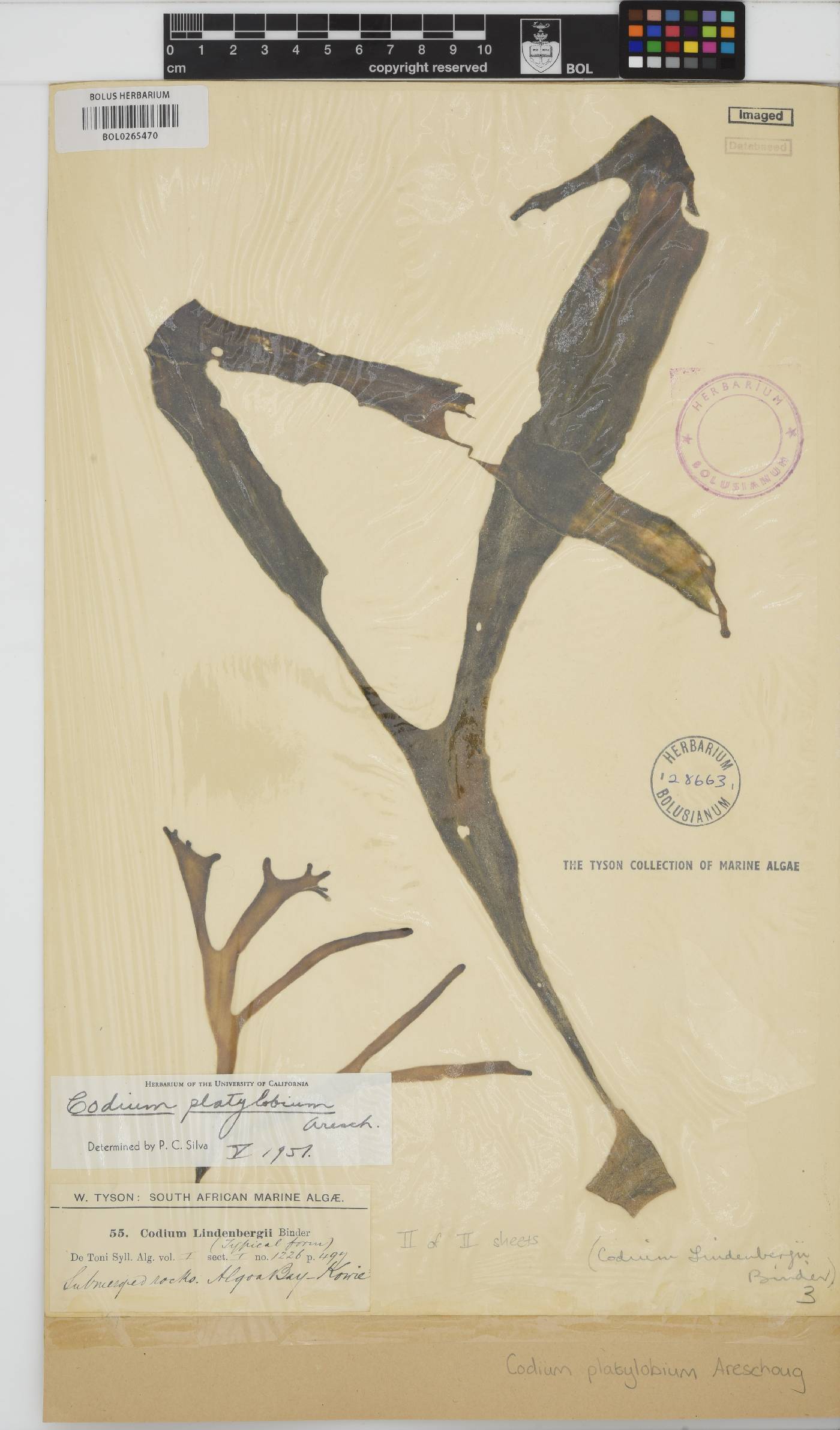 Codium platylobium image