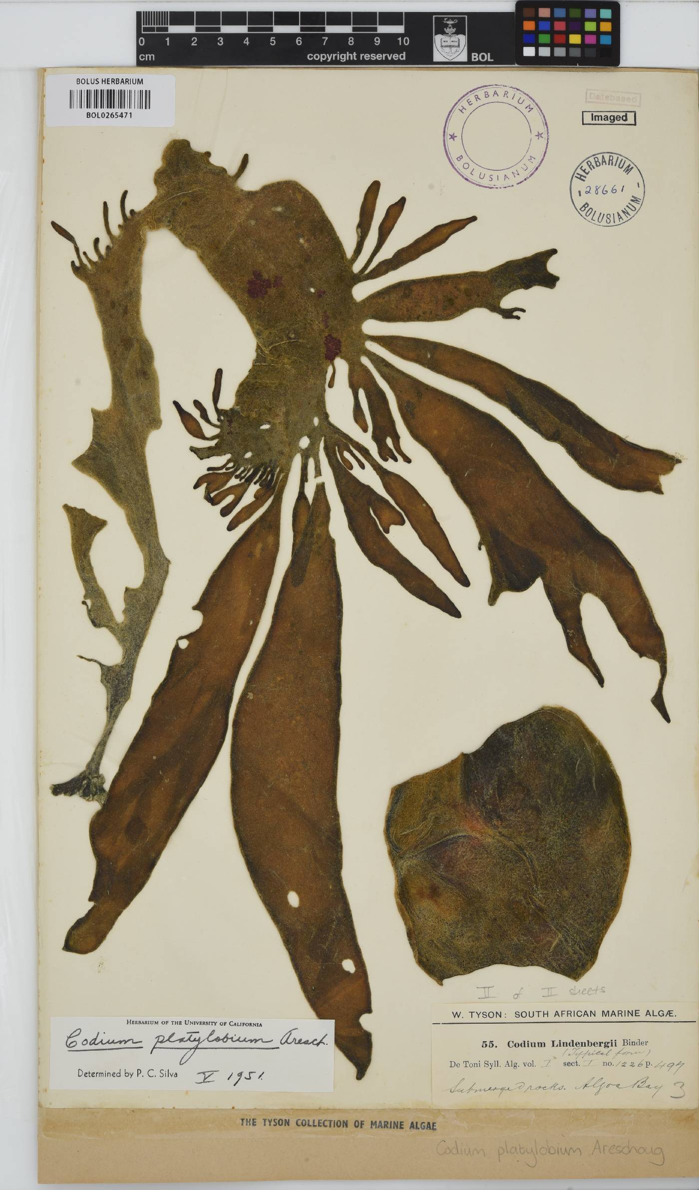 Codium platylobium image
