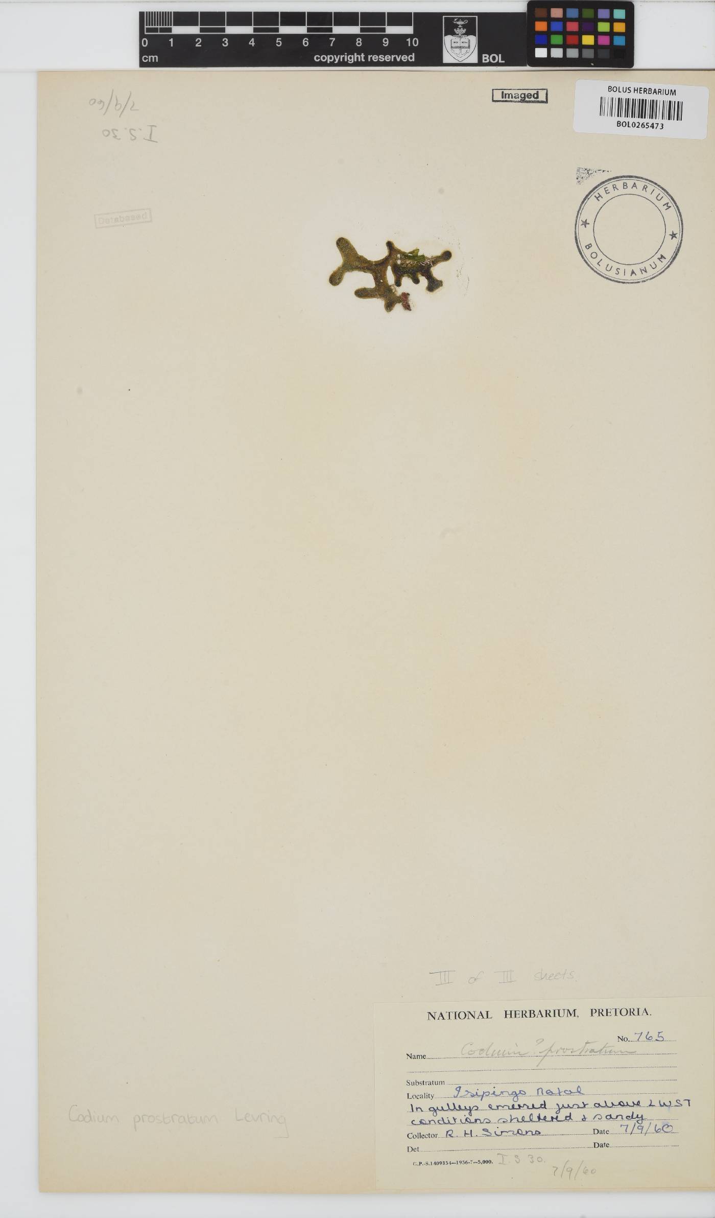 Codium prostratum image