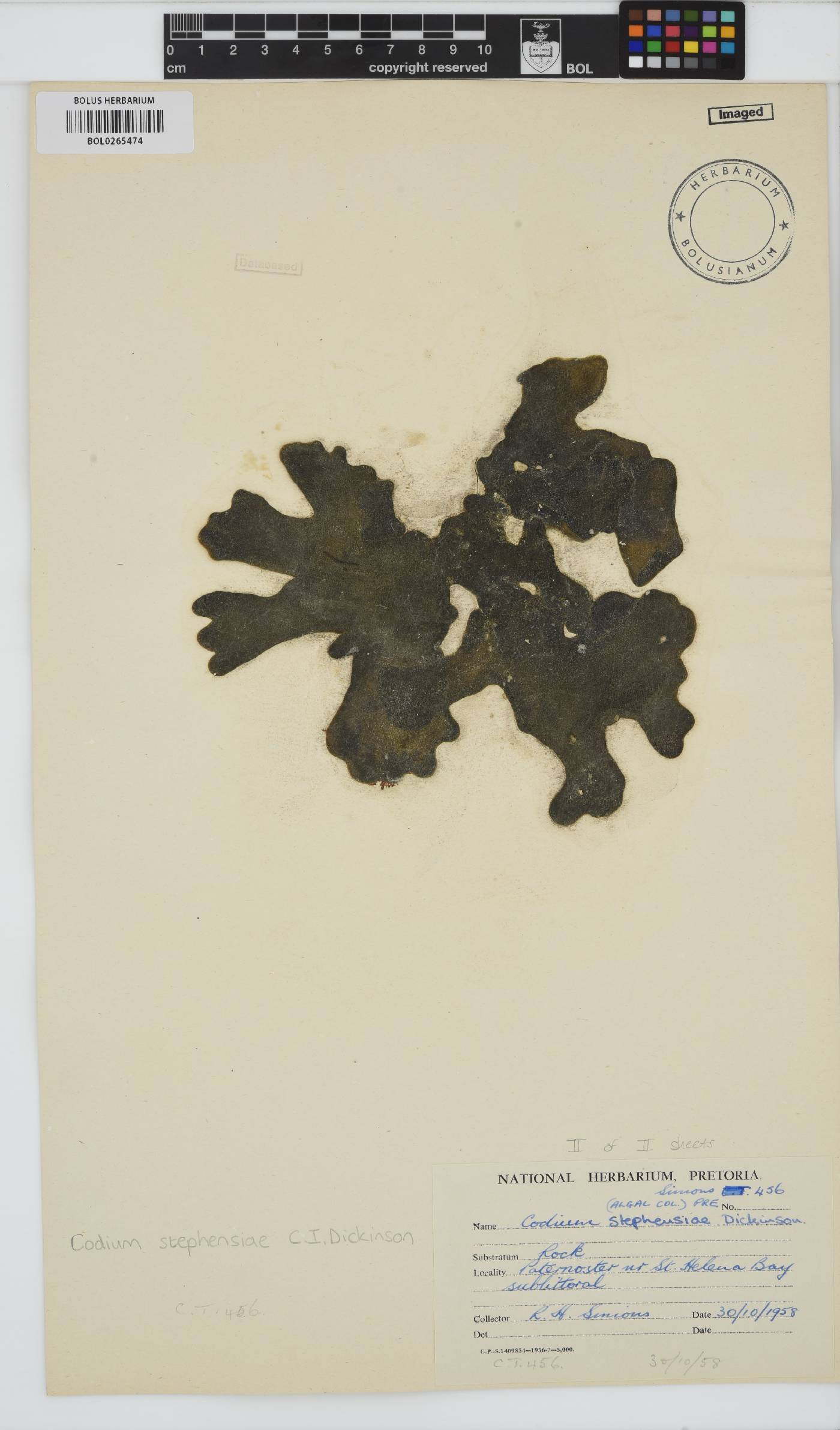 Codium stephensiae image