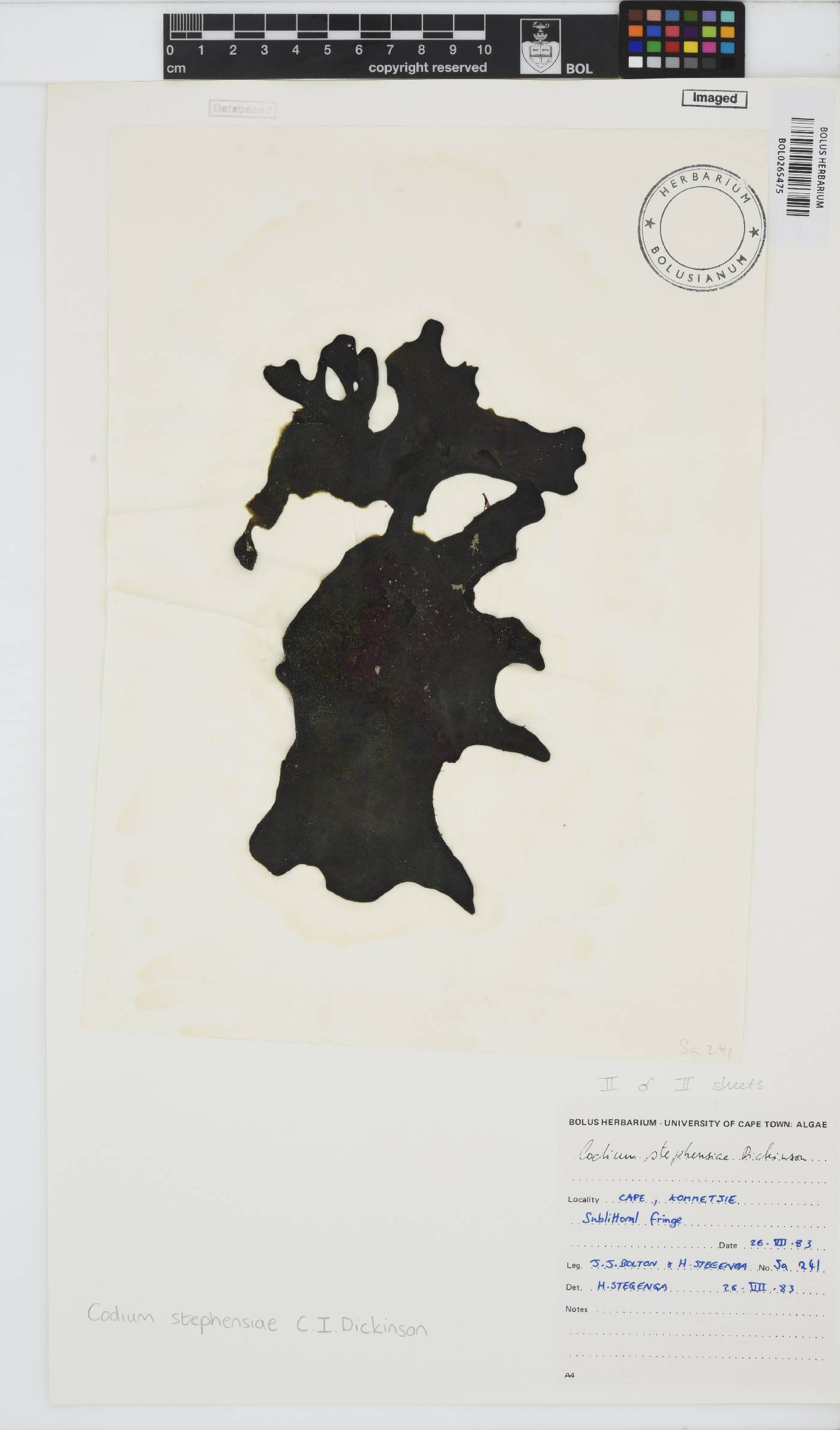 Codium stephensiae image