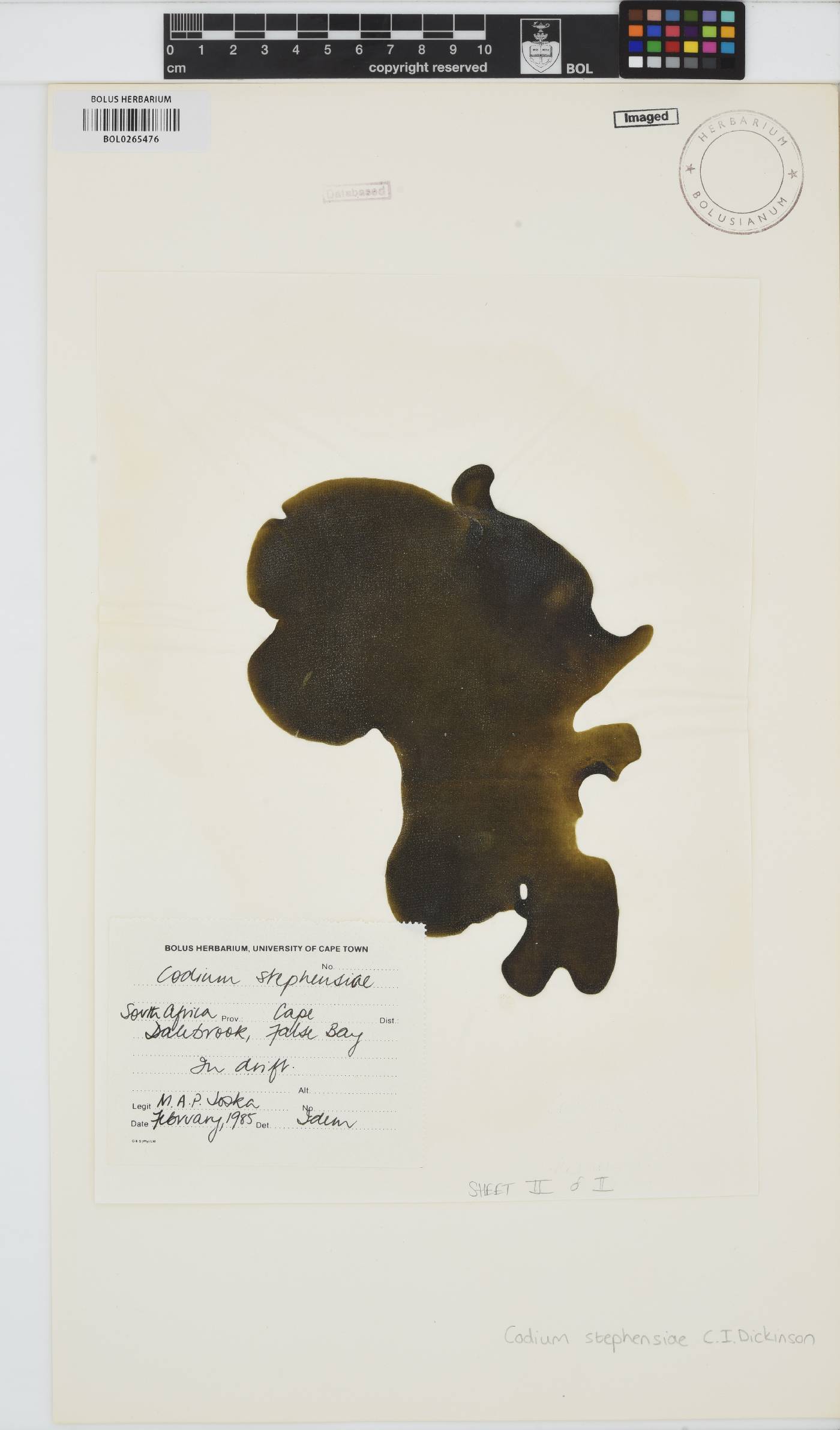 Codium stephensiae image