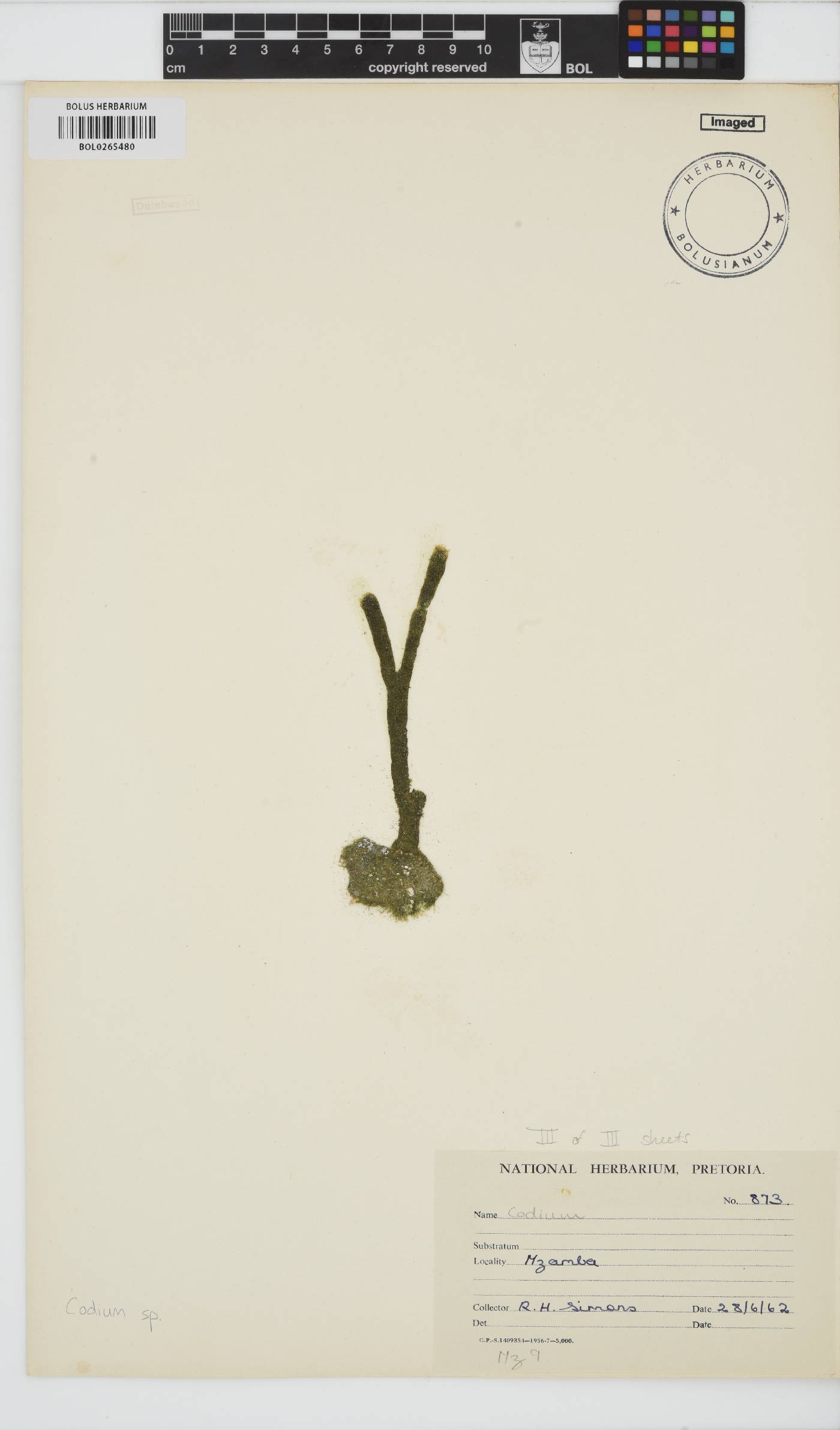Codium image