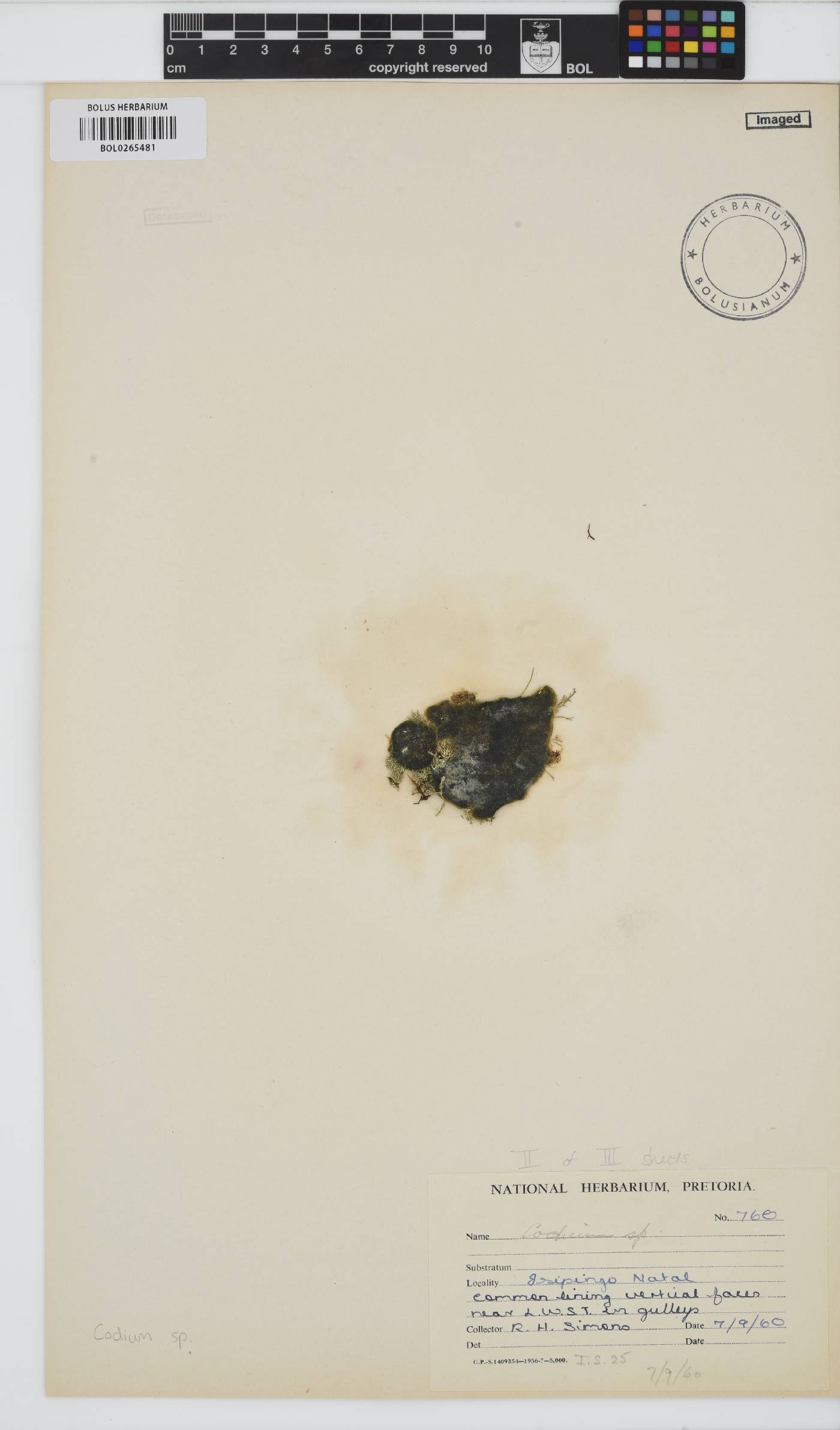 Codium image